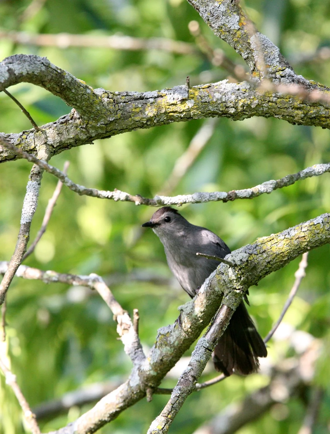 BIRD - GRAY CATBIRD - MCKEE MARSH ILLINOIS (8).JPG