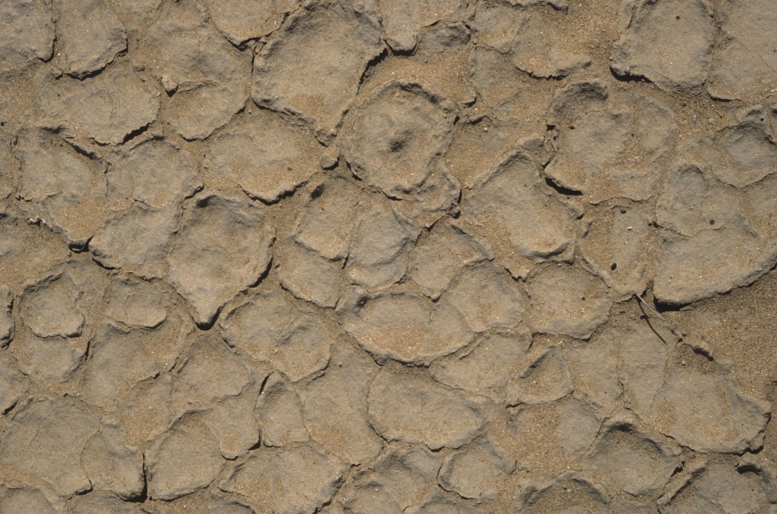 ANZA BORREGO - DESERT DRY.jpg