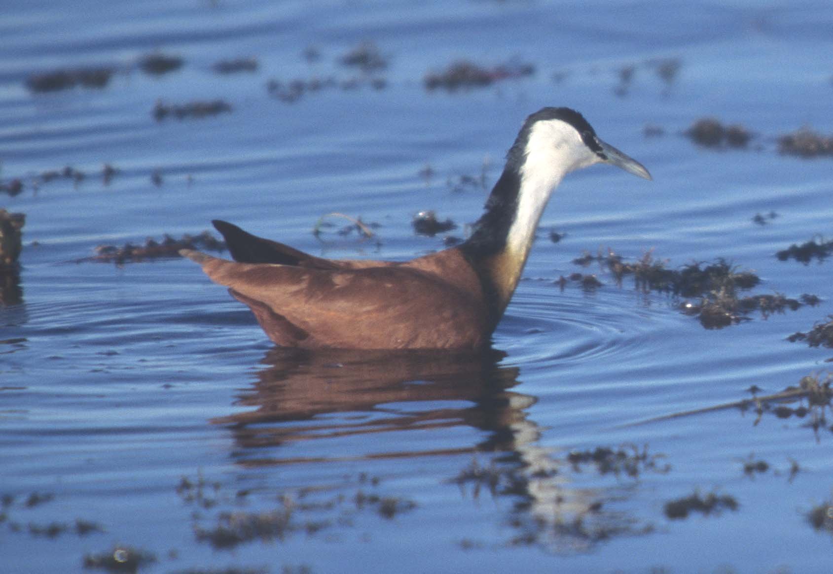 African Jacana - Actophilornis africanus - South Africa near Kruger Scanned Slides (7).jpg