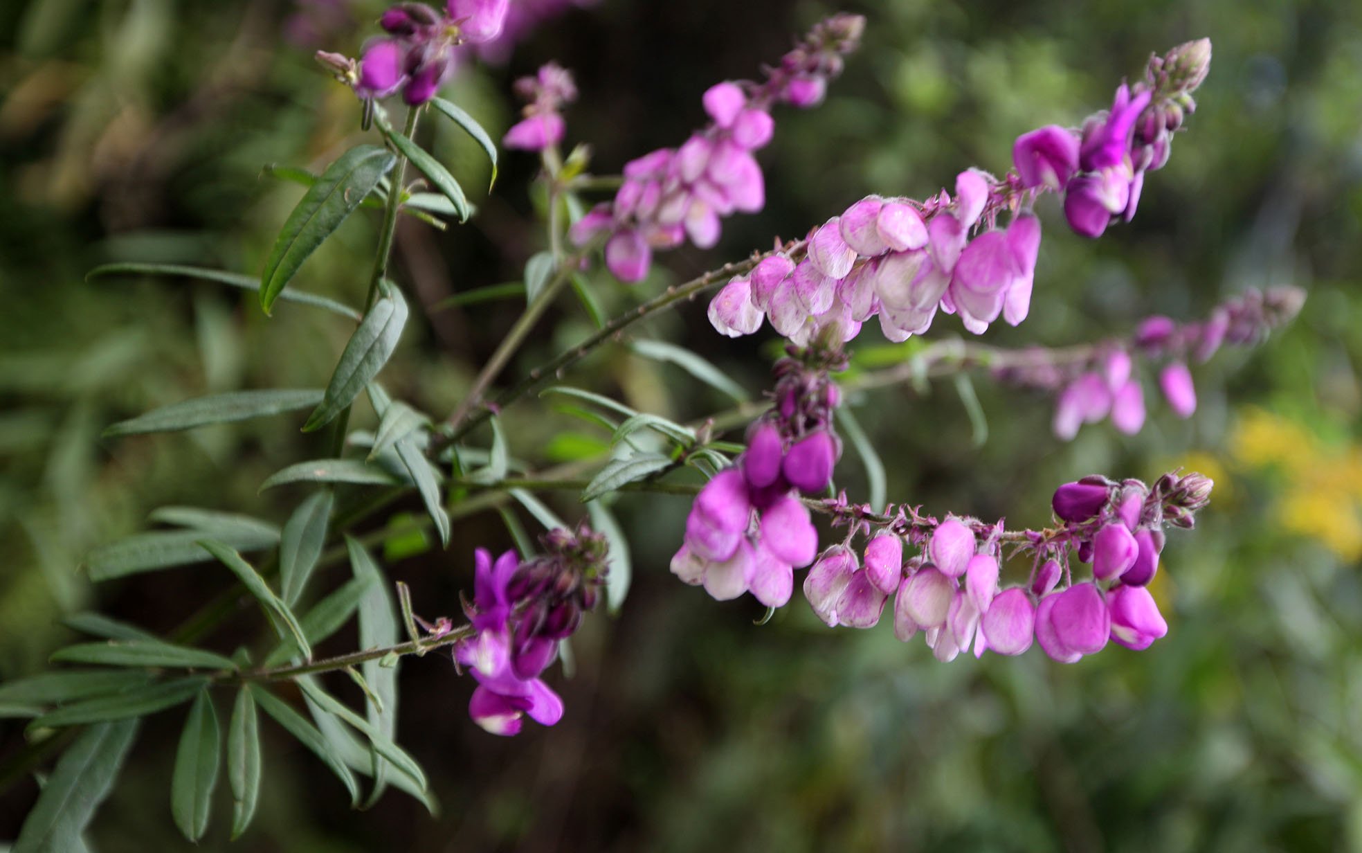 NYUNGWE NATIONAL PARK RWANDA 2 (52).JPG
