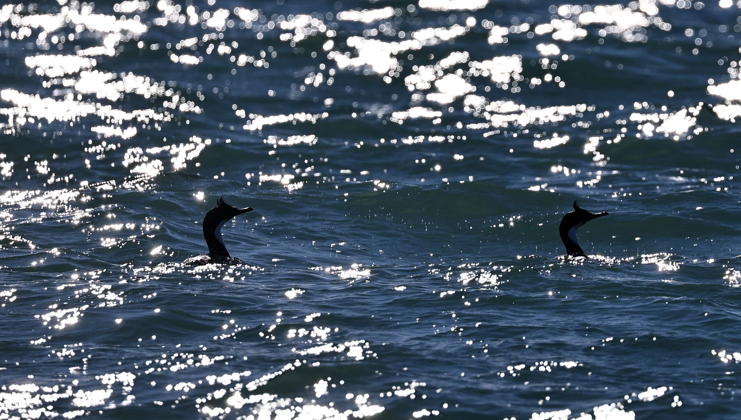 Imperial Cormorant (Phalacrocorax atriceps) Puerto Rawson Argentina