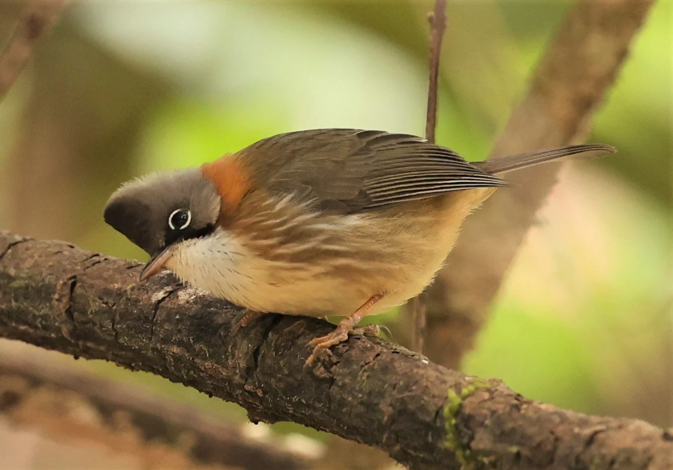 Whiskered Yuhina (Yuhina flavicollis) Doi Lan East, Doi Pha Hom Pok NP, Chiang Mai Thailand (11).jpg