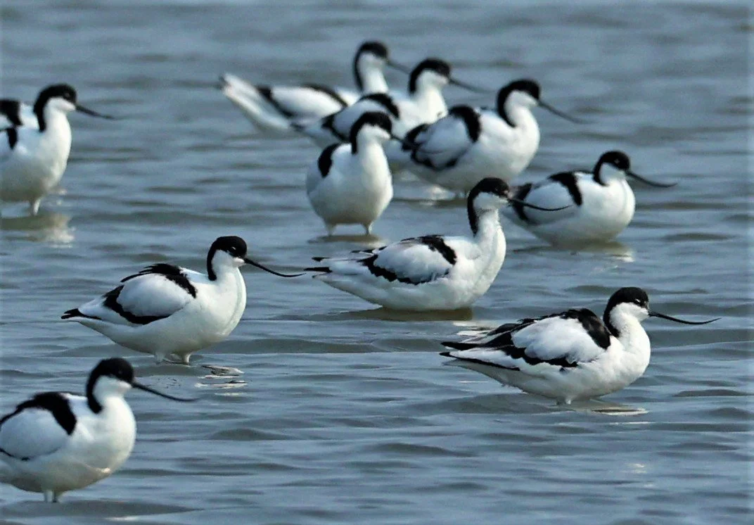 AVOCET - PIED AVOCET - Recurvirostra avosetta - LAEM PAK BIA MARCH 2022 (21).jpg