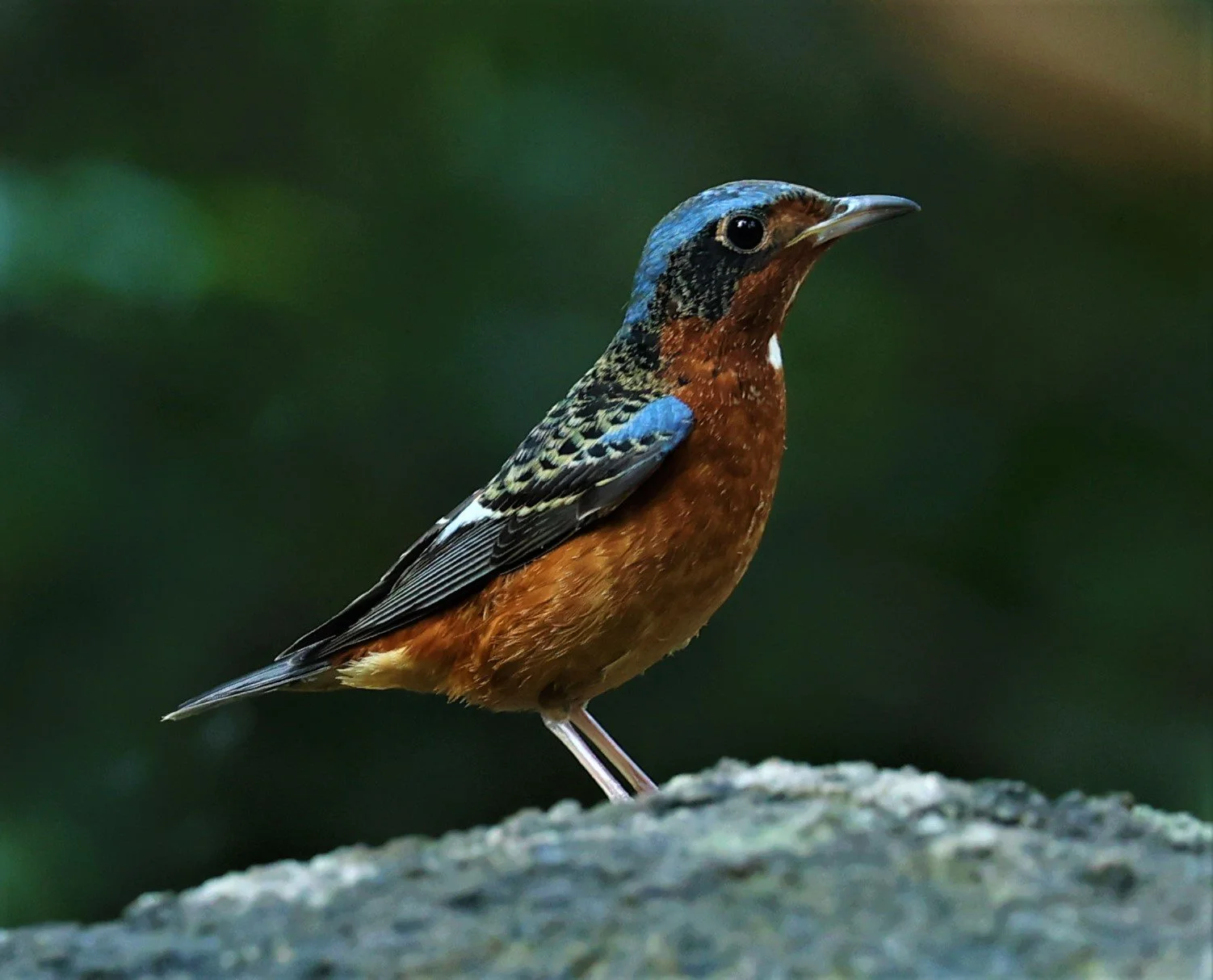 ROCK-THRUSH - WHITE-THROATED ROCK-THRUSH - Monticola gularis - WAT THAM PRATHUM CHONBURI JAN 30 2022 (99).jpg