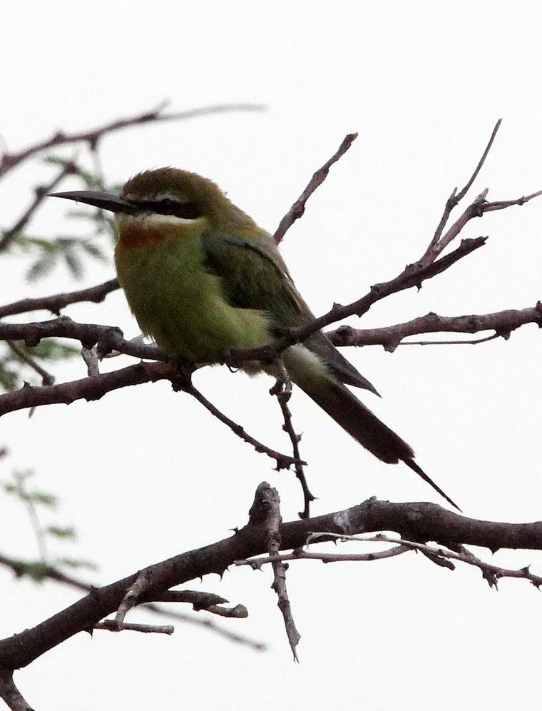 BIRD - BEE-EATER - MADAGASCAR BEE-EATER - AWASH NATIONAL PARK ETHIOPIA (5).JPG