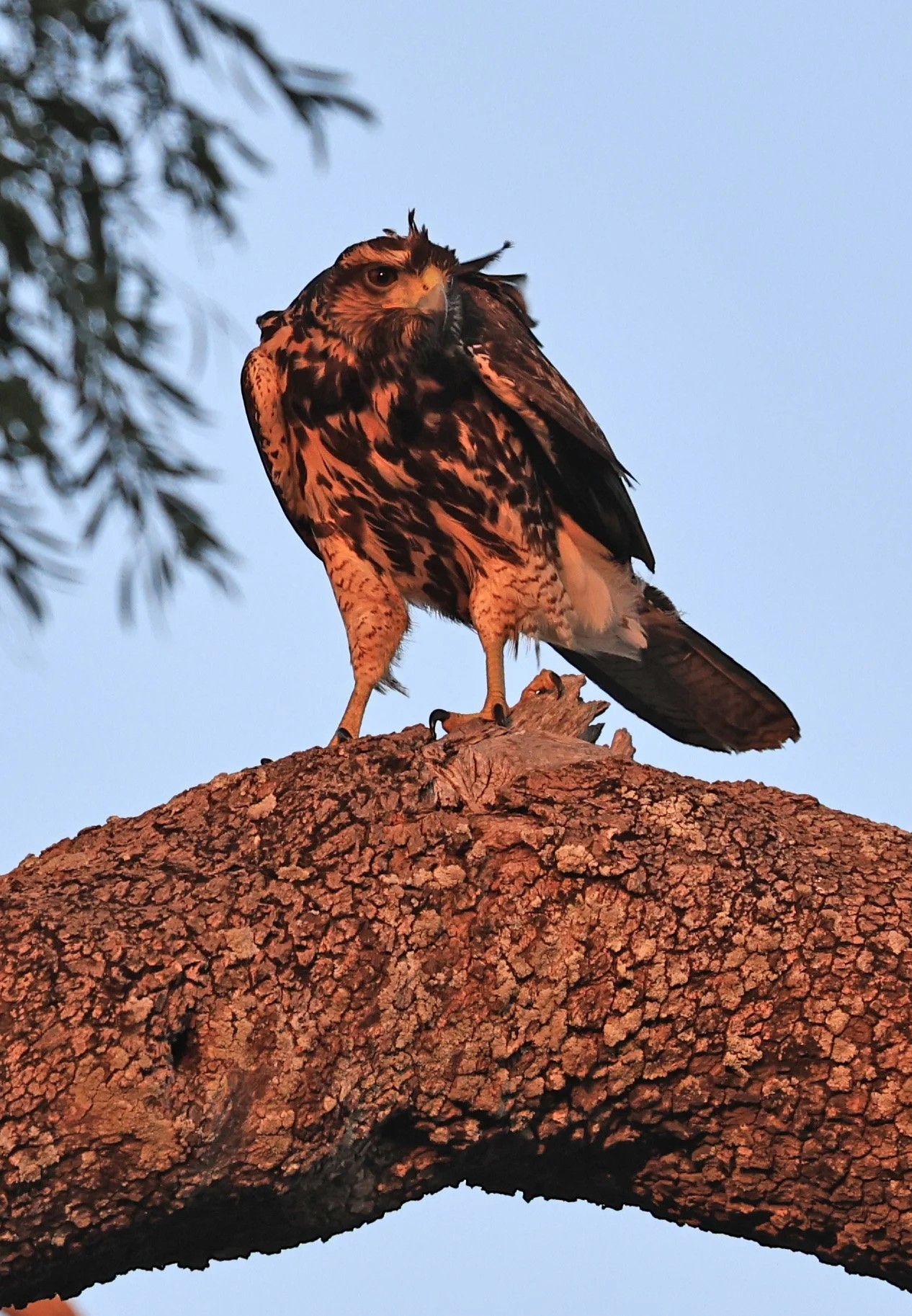 Savanna Hawk (Buteogallus meridionalis) Agua Dulce Paraguay (17).jpg