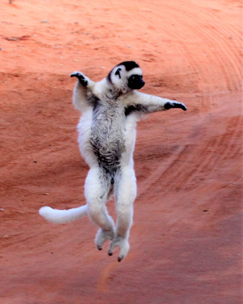 INDRIIDAE - Propithecus verreauxi - VERREAUX'S SIFAKA - ANDOHAHELA NATIONAL PARK MADAGASCAR aa.jpg