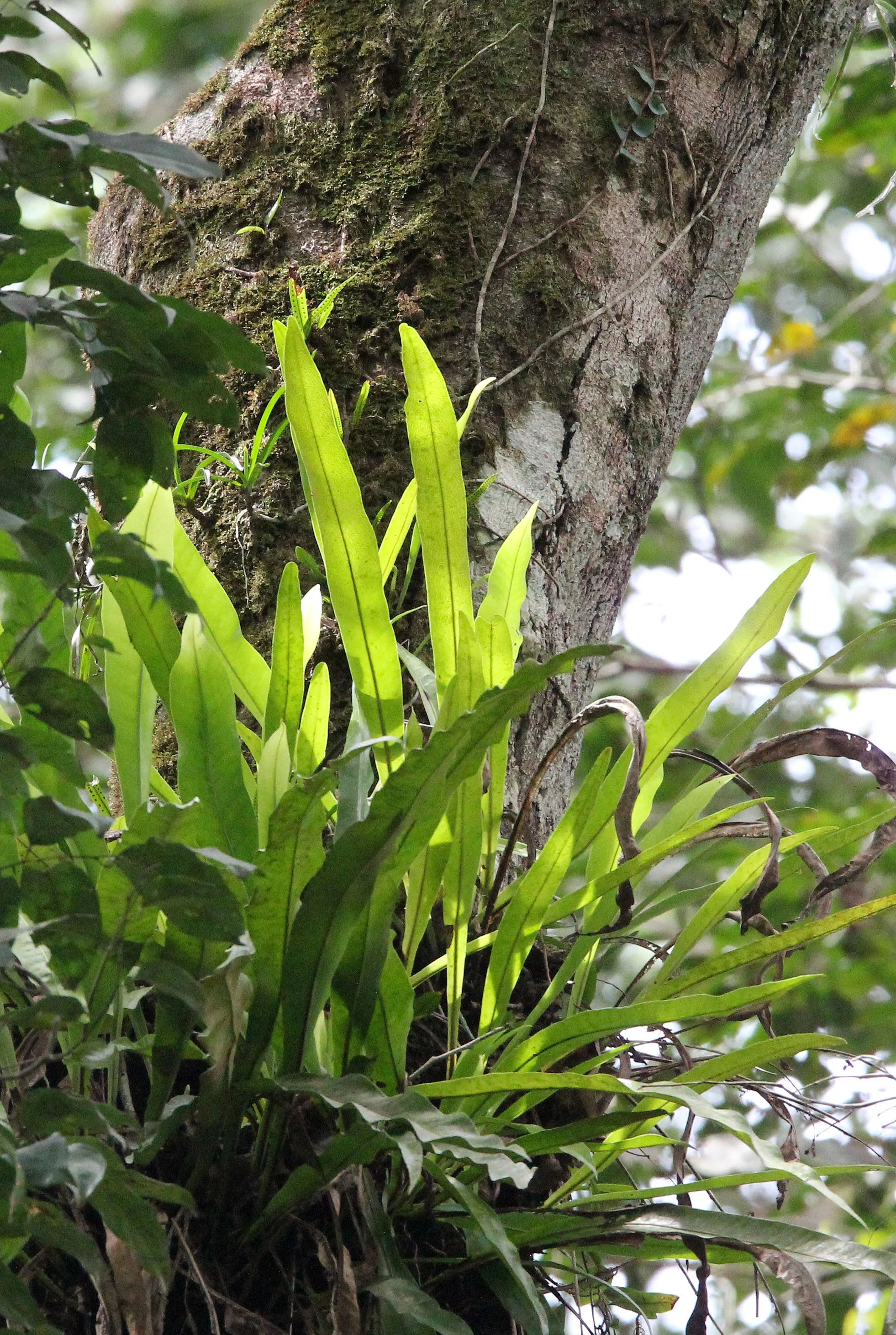 DZANGA NDOKI NATIONAL PARK CENTRAL AFRICAN REPUBLIC (1).JPG