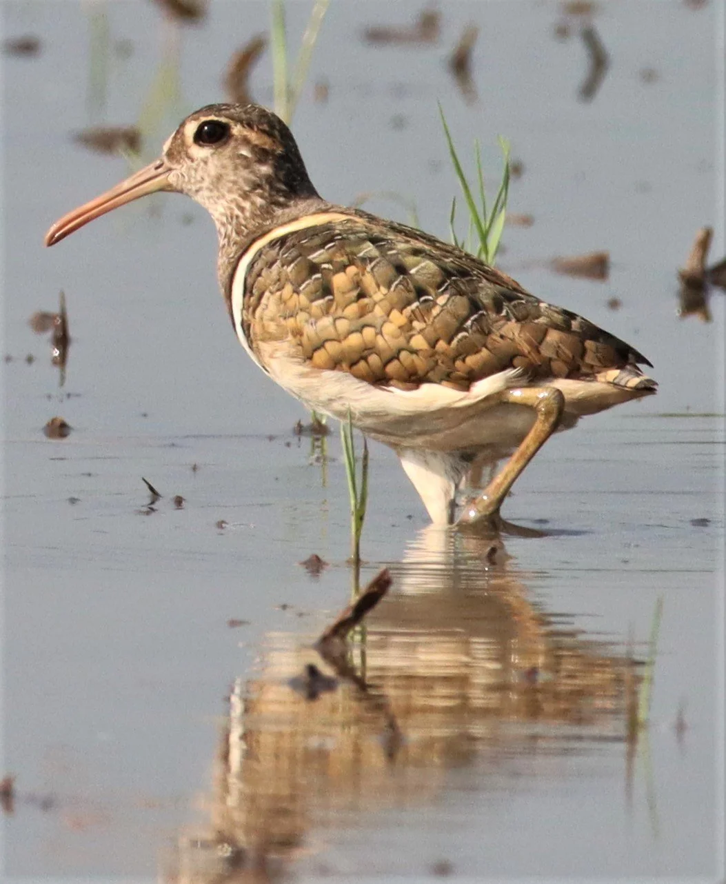 SNIPE - GREATER PAINTED SNIPE - Rostratula benghalensis - PATHUM THANI RICE RESEARCH CENTER MAY 13 2021 (124).JPG