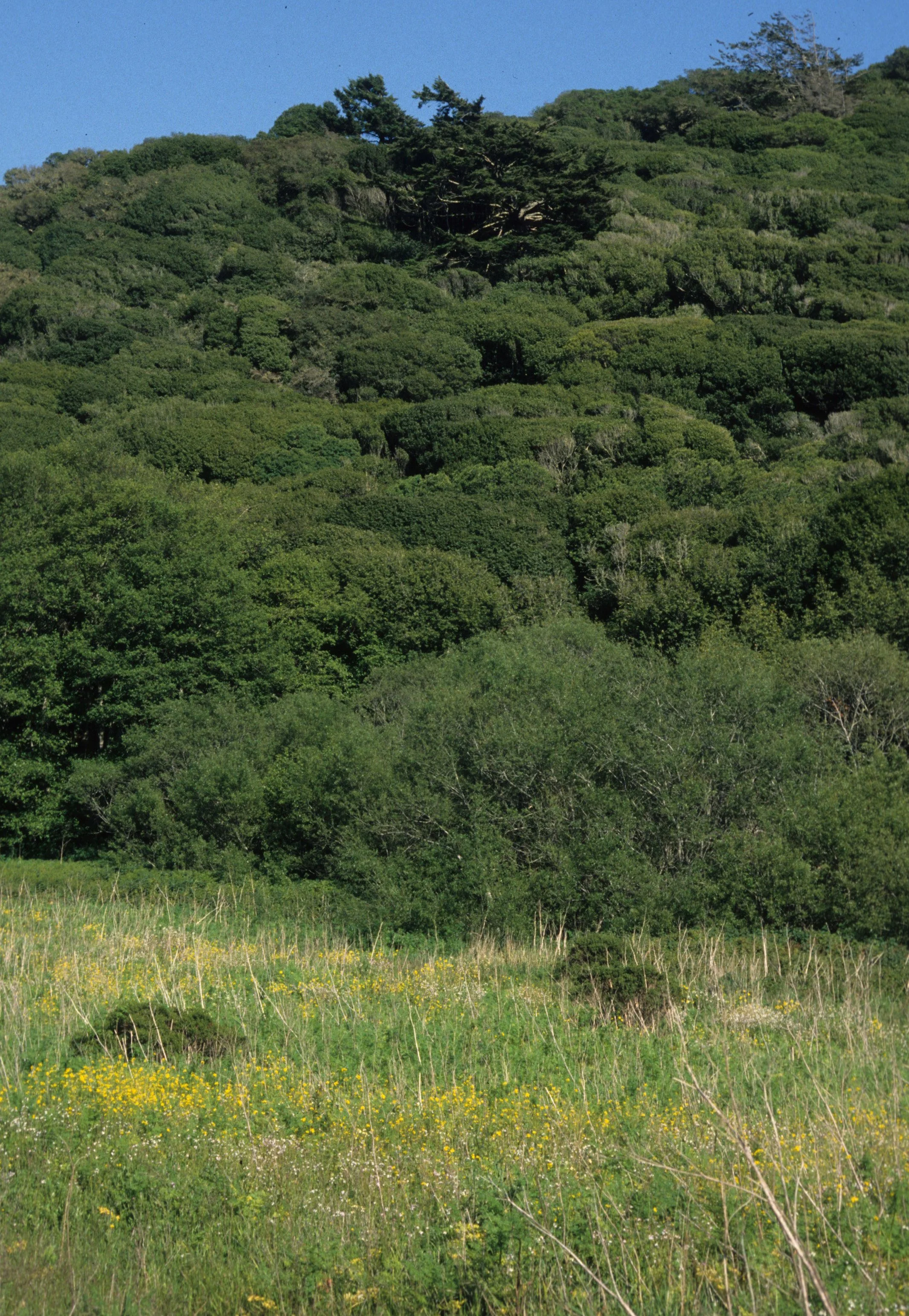 CALIFORNIA - POINT REYES - COASTAL SCRUB COMMUNITY.jpg