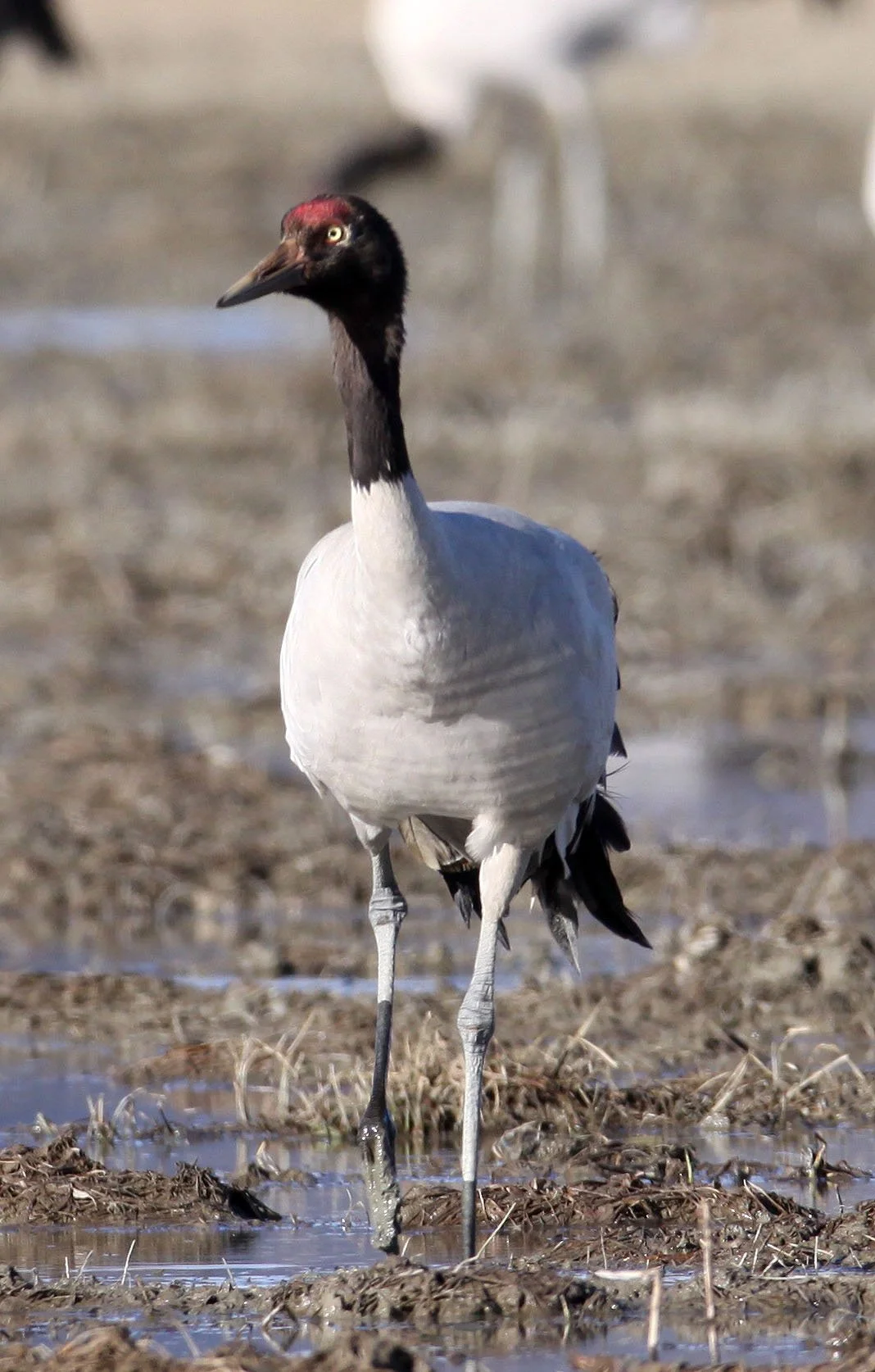 Grus nigricollis - BLACK-NECKED CRANE - NAPAHAI WETLANDS YUNNAN CHINA A (132).JPG