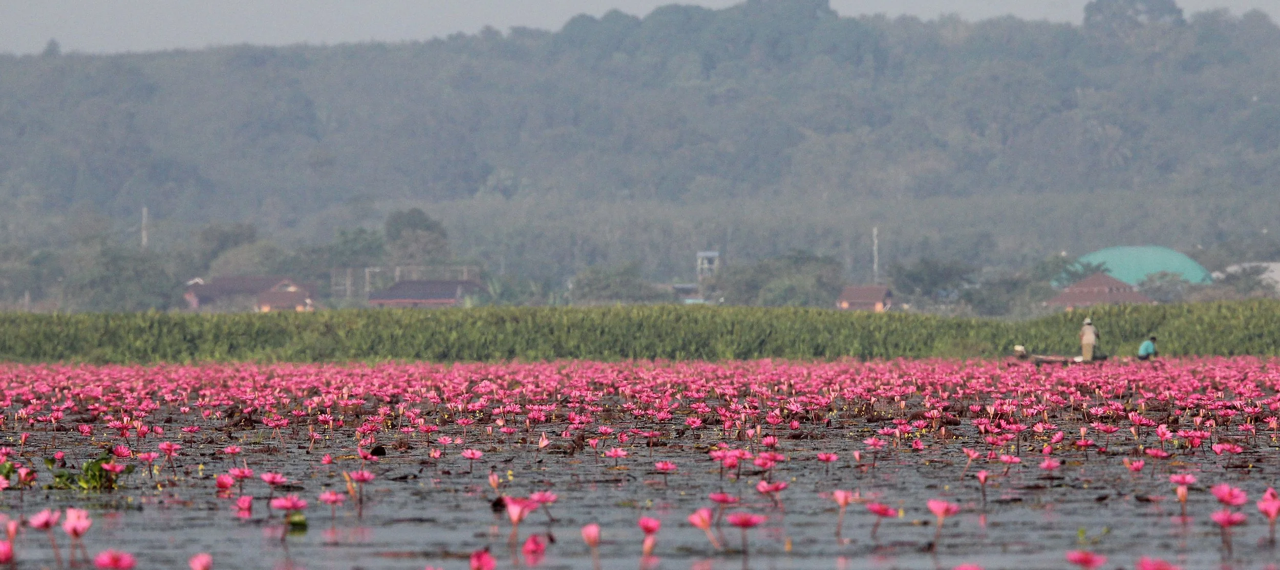 2018 Thale Noi Bird Sanctuary Patthalung (43).JPG