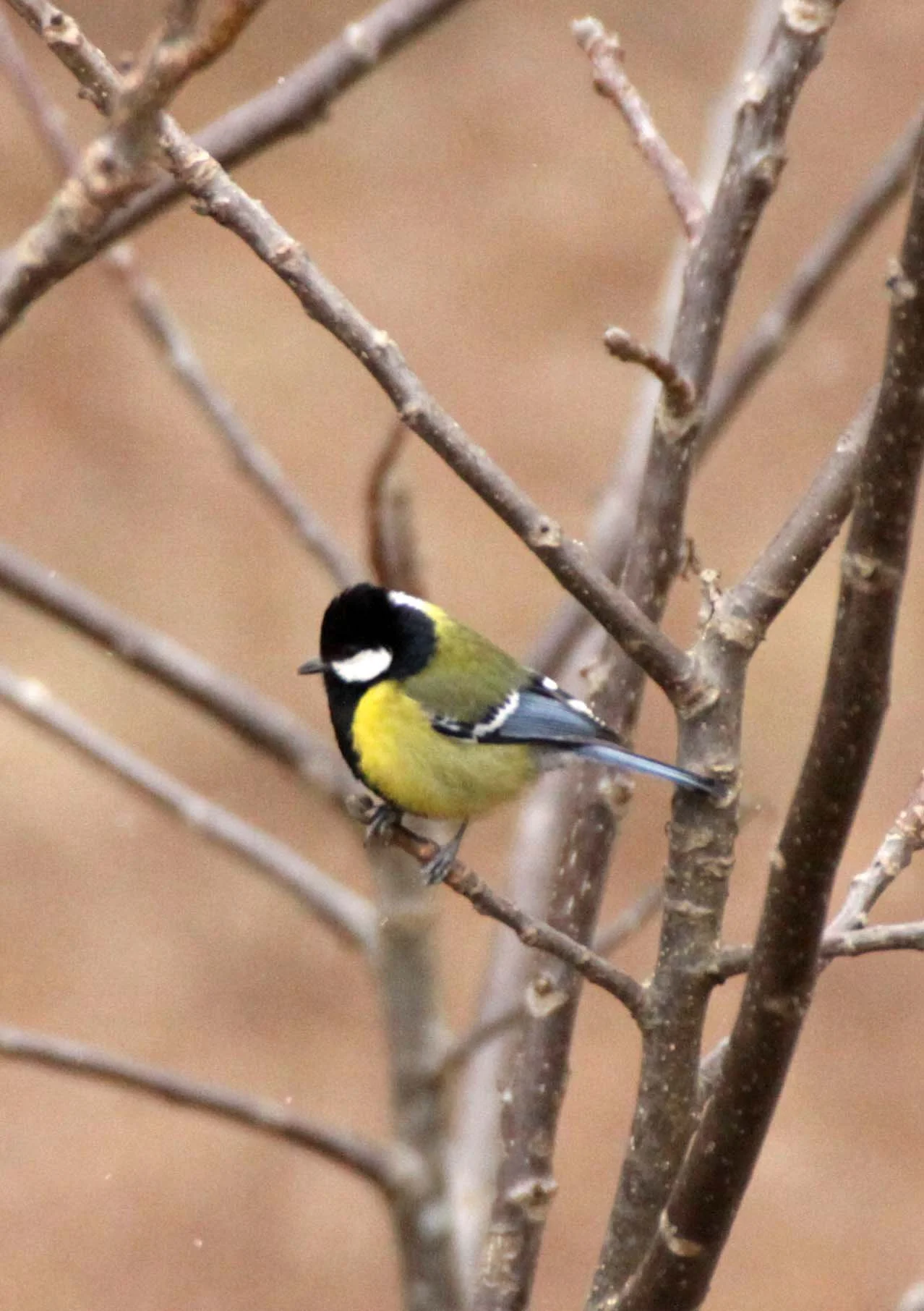 Green-backed Tit (Parus monticolus) Foping Nature Reserve, Shaanxi China (8).JPG