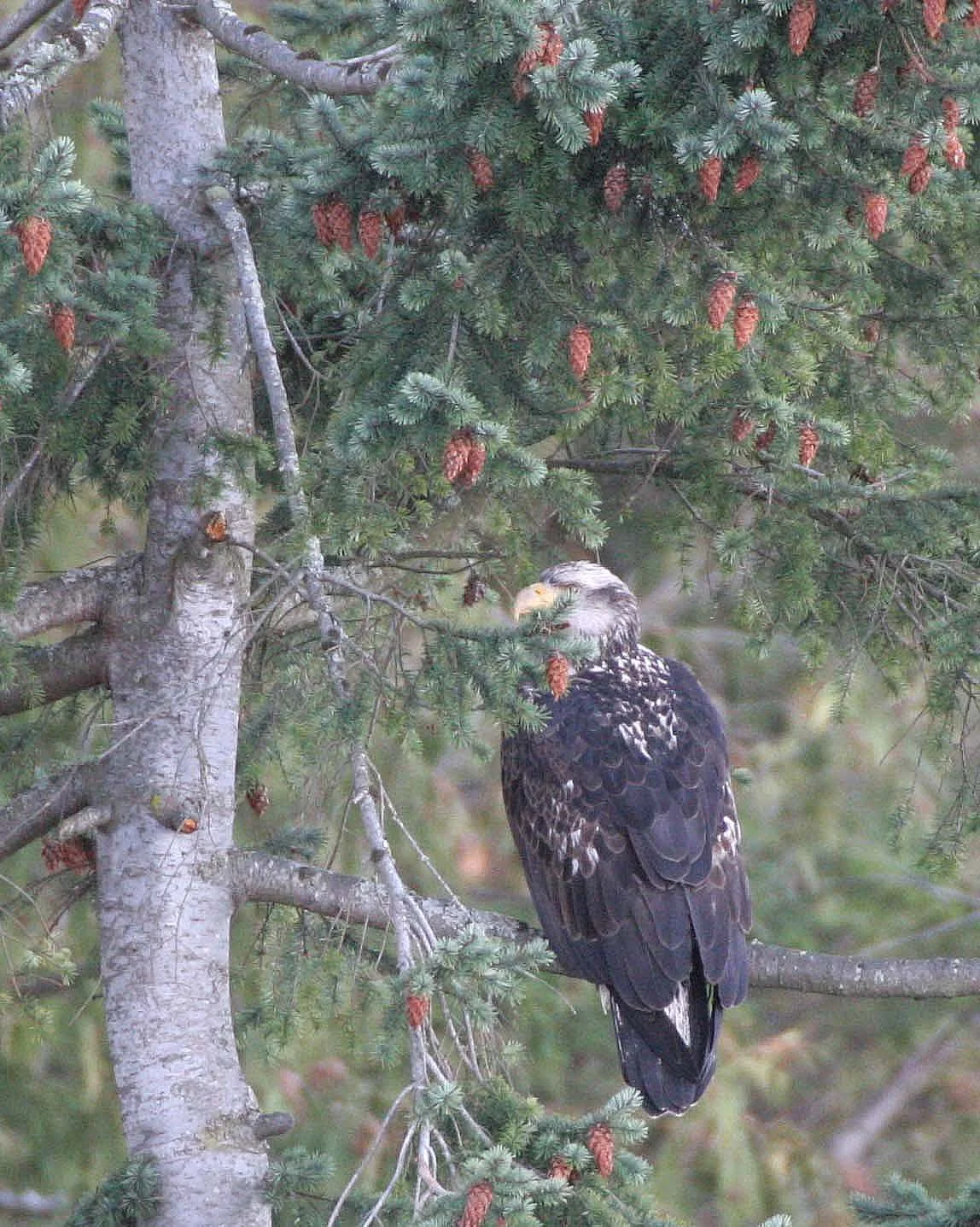 BIRD - EAGLE - BALD EAGLE IMMATURE -LAKE FARM (4).JPG