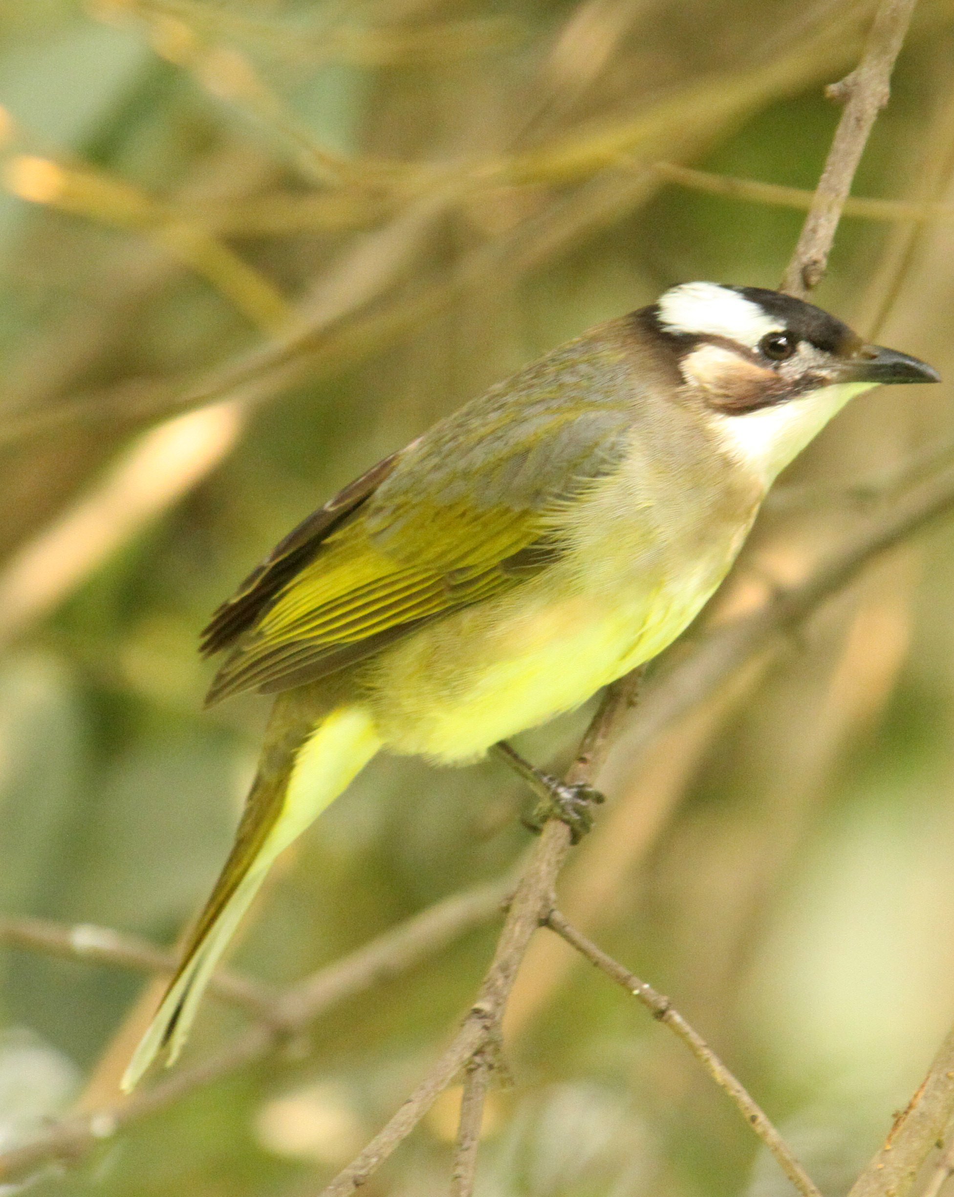 BULBUL - CHINESE BULBUL - Pycnonotus sinensis - SHANGHAI ZOO (3).JPG