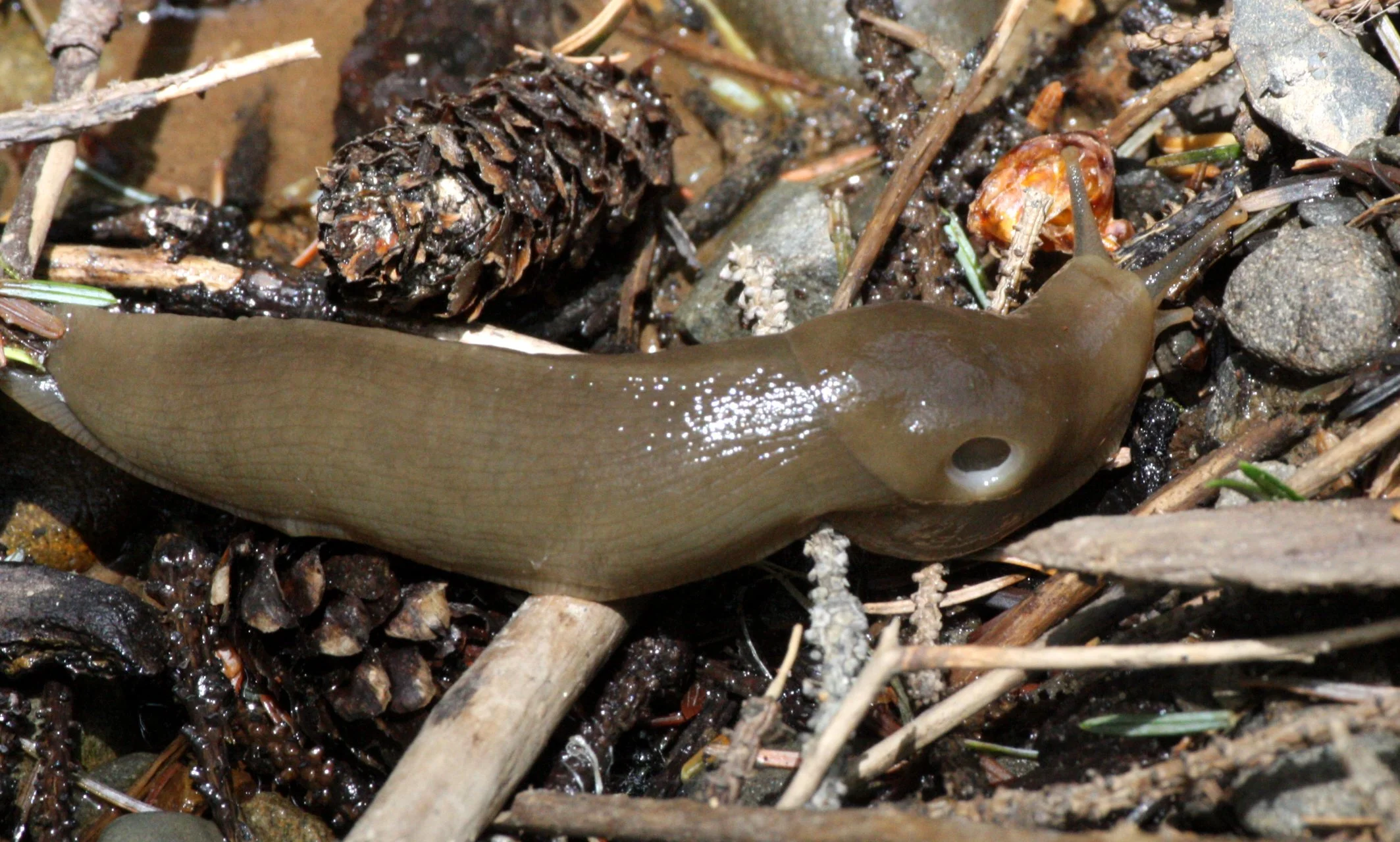 INVERT - MOLLUSCA - SLUG - BANANA SLUG - BEACH FOUR ONP.JPG
