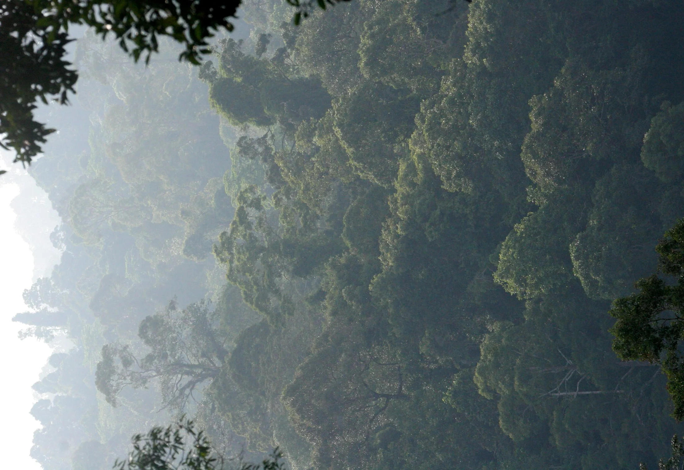 TABIN WILDLIFE RESERVE BORNEO - CORE AREA VIEW.JPG