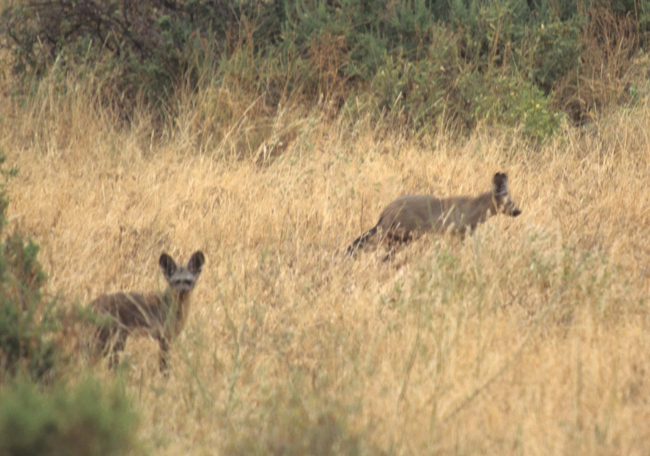 CANID - BAT-EARED FOX - SHABA.jpg