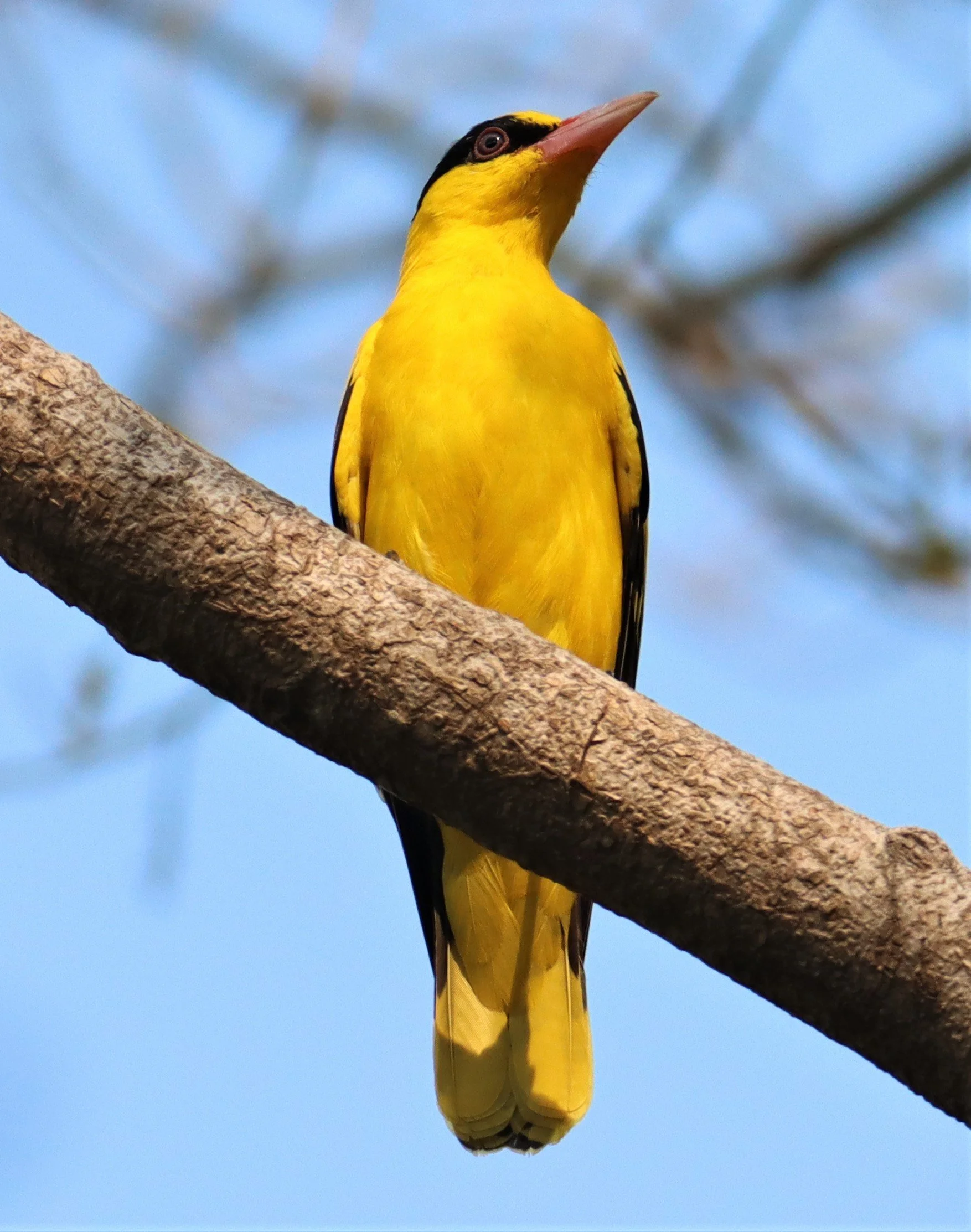 Black-napped Oriole (Oriolus chinensis) Rama 9 Park Bangkok (2).jpg
