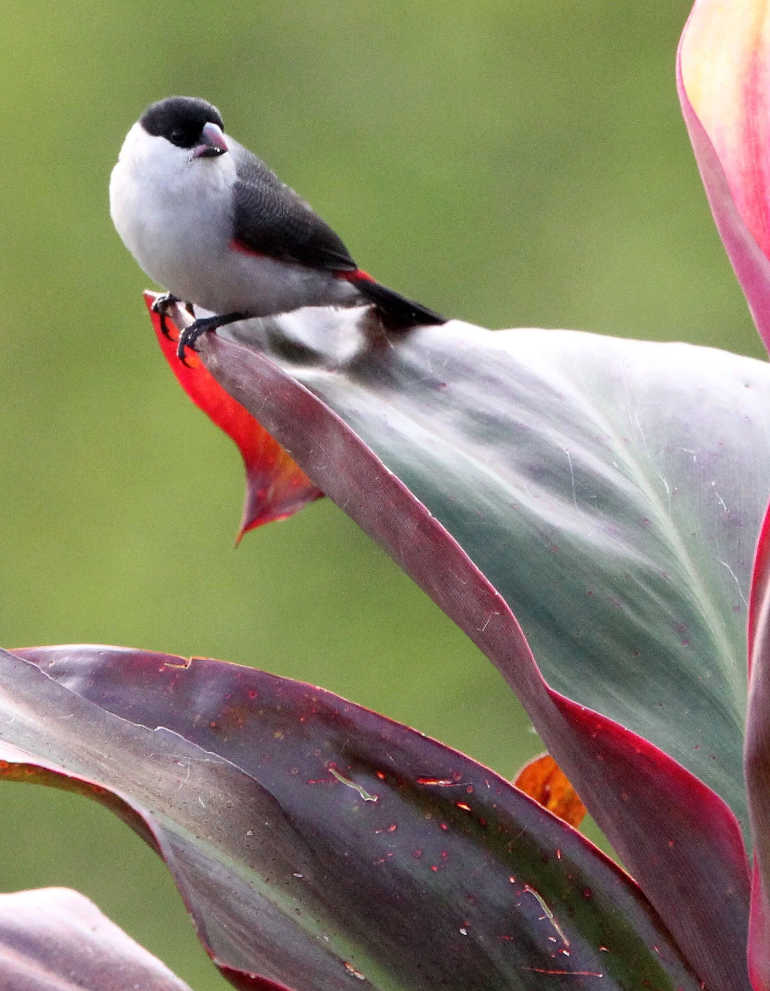Black-crowned Waxbill (Estrilda nonnula) Ruhengeri Rwanda 2012 (2).JPG