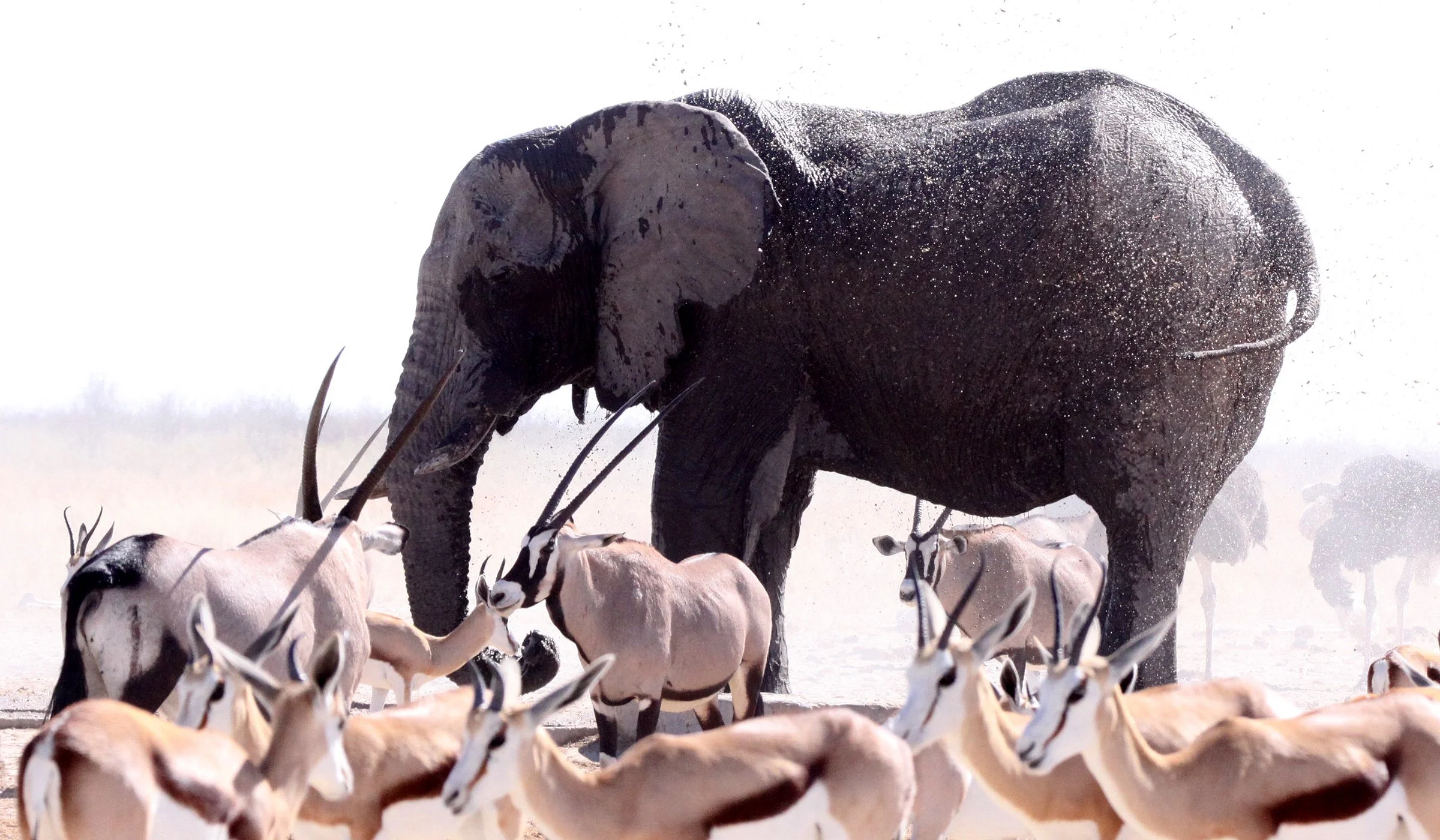 ELEPHANT - AFRICAN ELEPHANT - ETOSHA NATIONAL PARK NAMIBIA (36).JPG