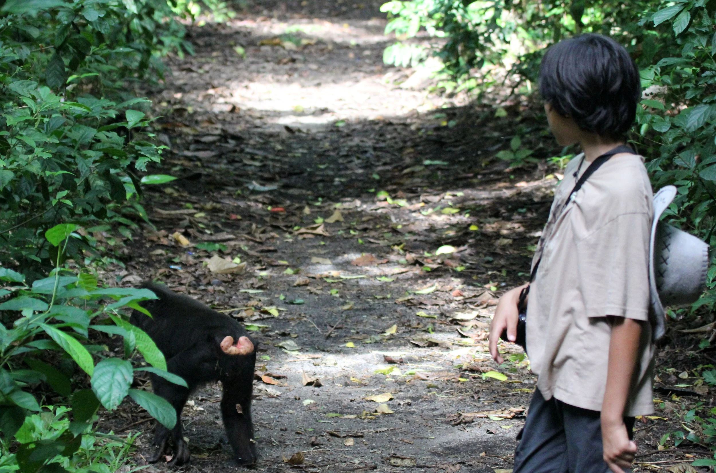 TANGKOKO NATIONAL PARK SULAWESI INDONESIA (27).JPG