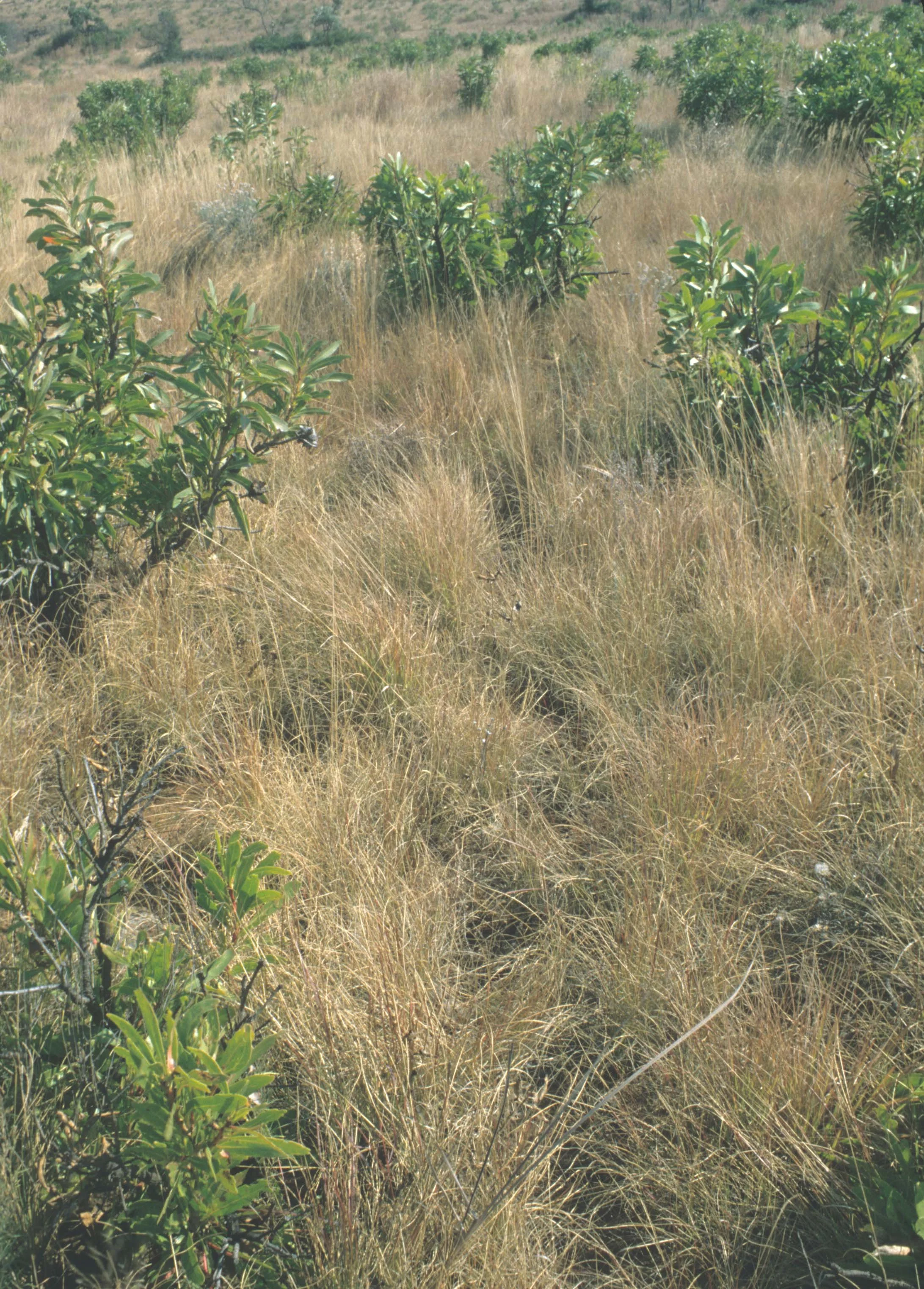 RSA - BLYDE RIVER CANYON - PROTEA BUSHVELDT.jpg