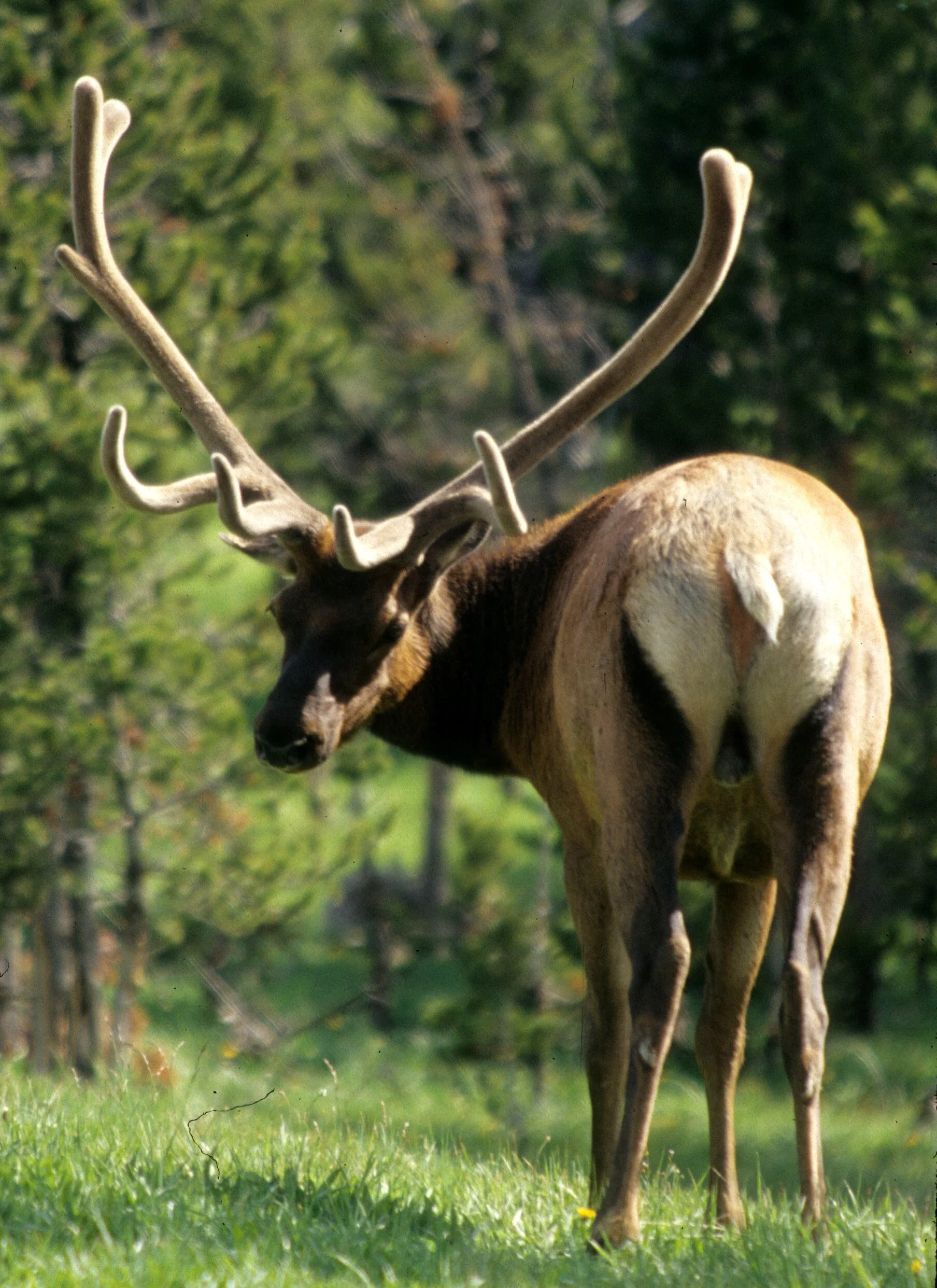 CERVID - ELK - ROOSEVELT - OP F.jpg