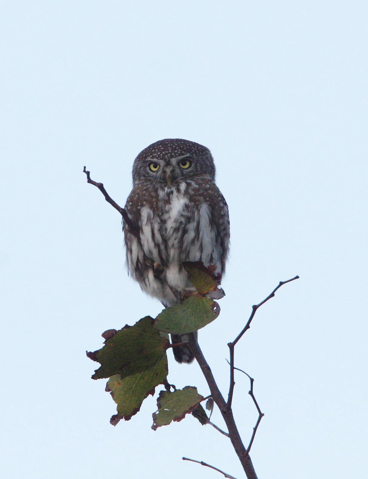 Glaucidium perlatum - PEARL-SPOTTED OWL - KHWAI CAMP OKAVANGO BOTSWANA (9).JPG