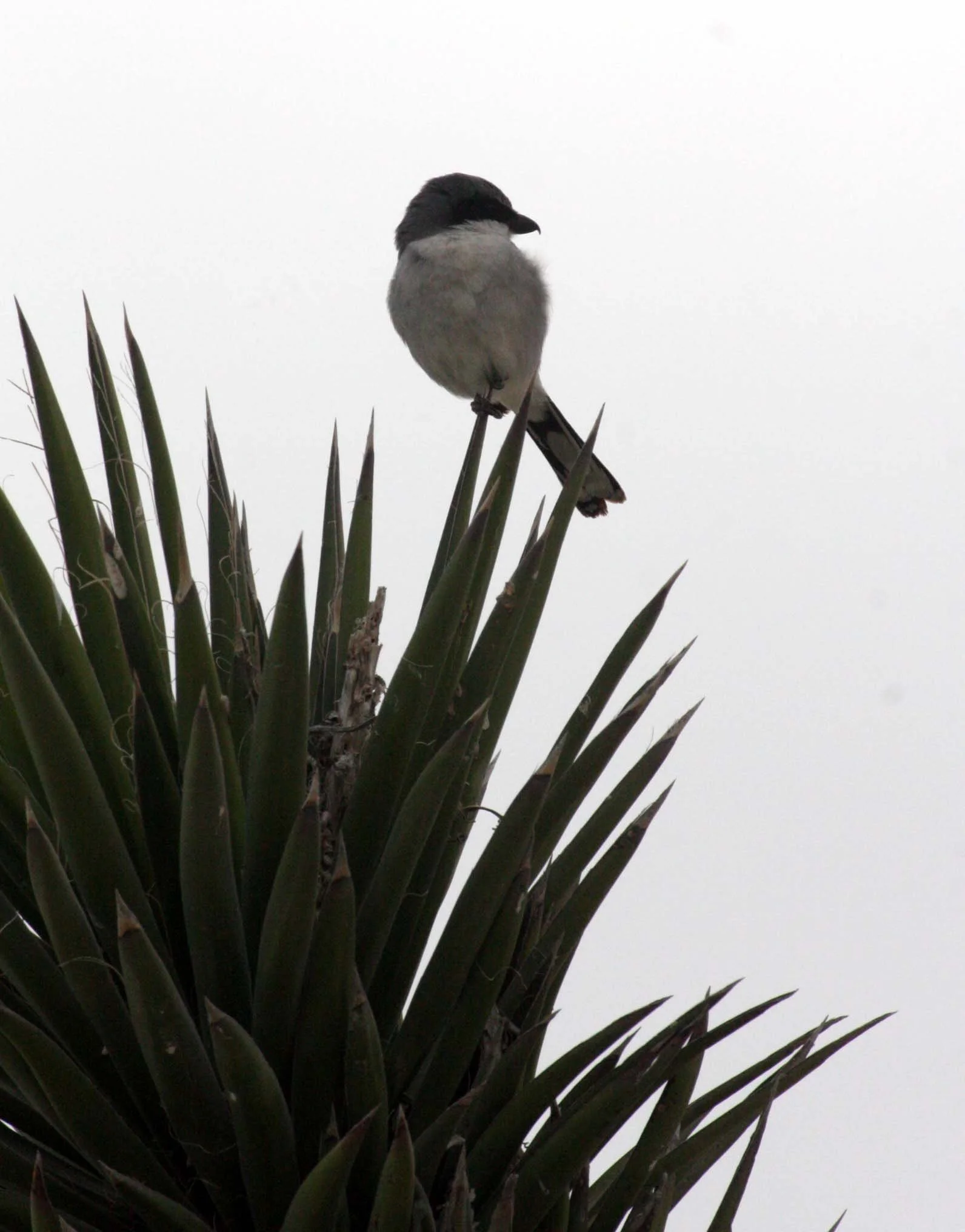 Loggerhead Shrike (Lanius ludovicianus) San Ignacio Lagoon Baja Mexico (4).JPG