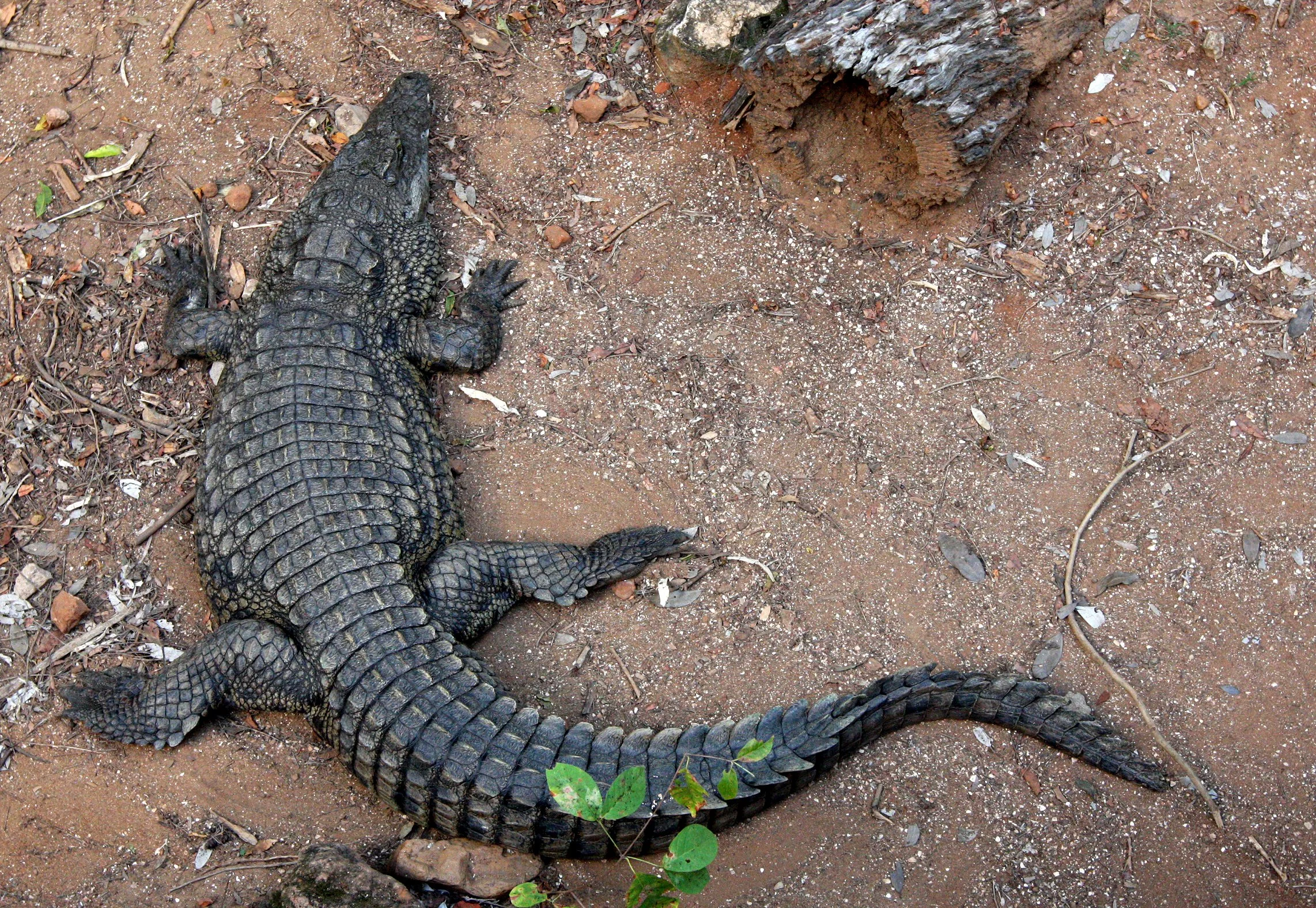 Crocodylus niloticus - NILE CROCODILE - BERENTY RESERVE MADAGASCAR (8).JPG