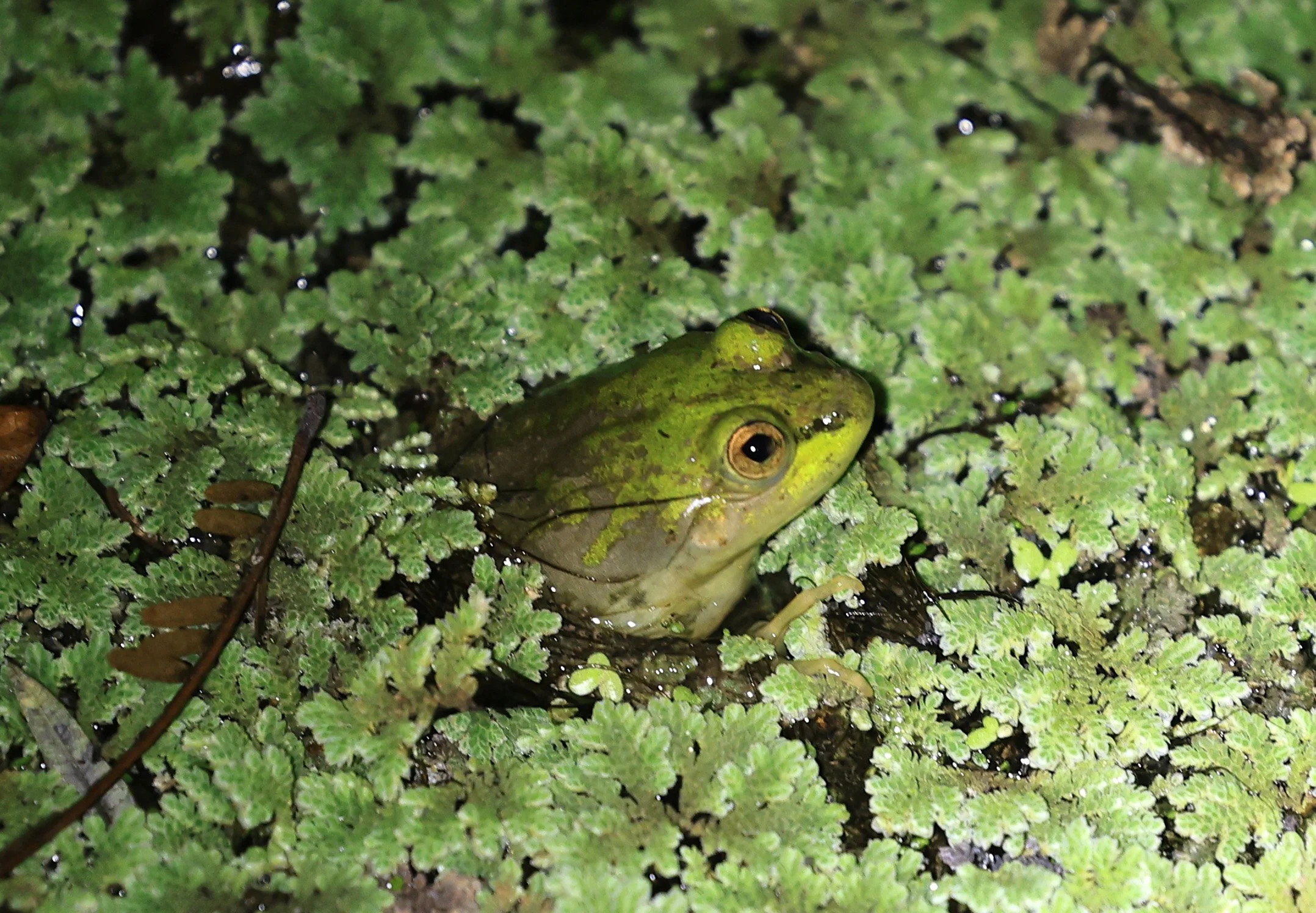 La Plata Paradox Frog (Pseudis platensis) 