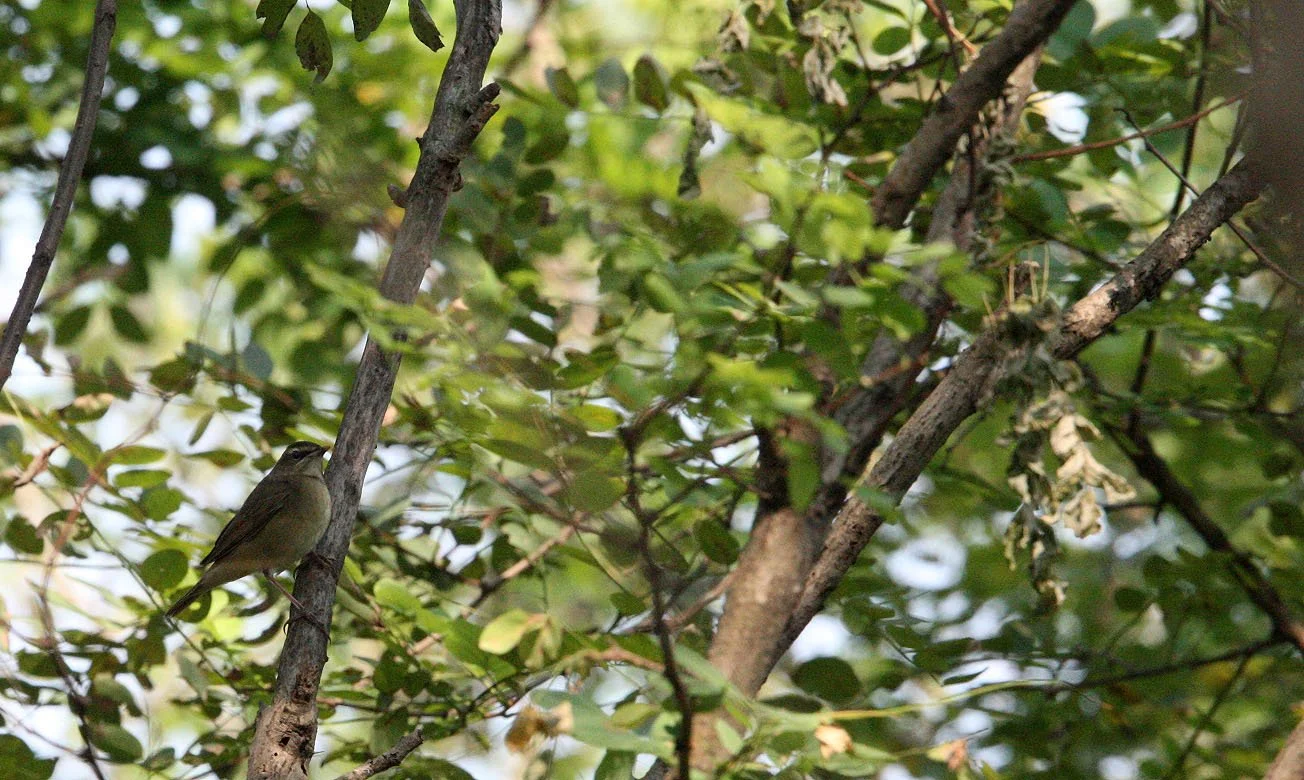 Eyebrowed thrush (Turdus obscurus) Nankou Rudong China (3).JPG