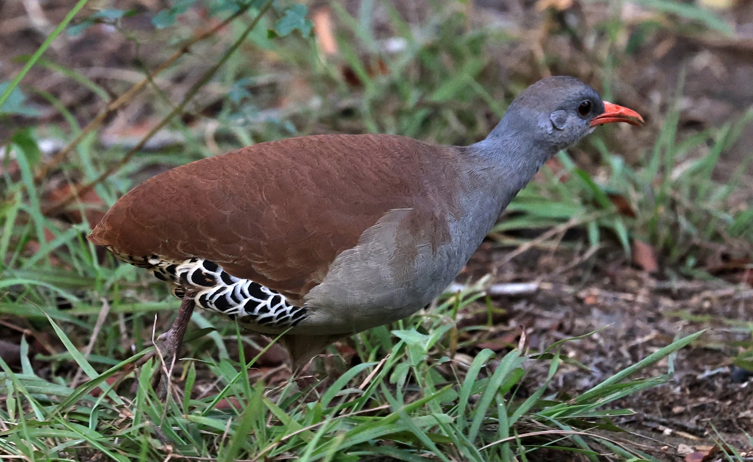 Tataupa Tinamou.jpg