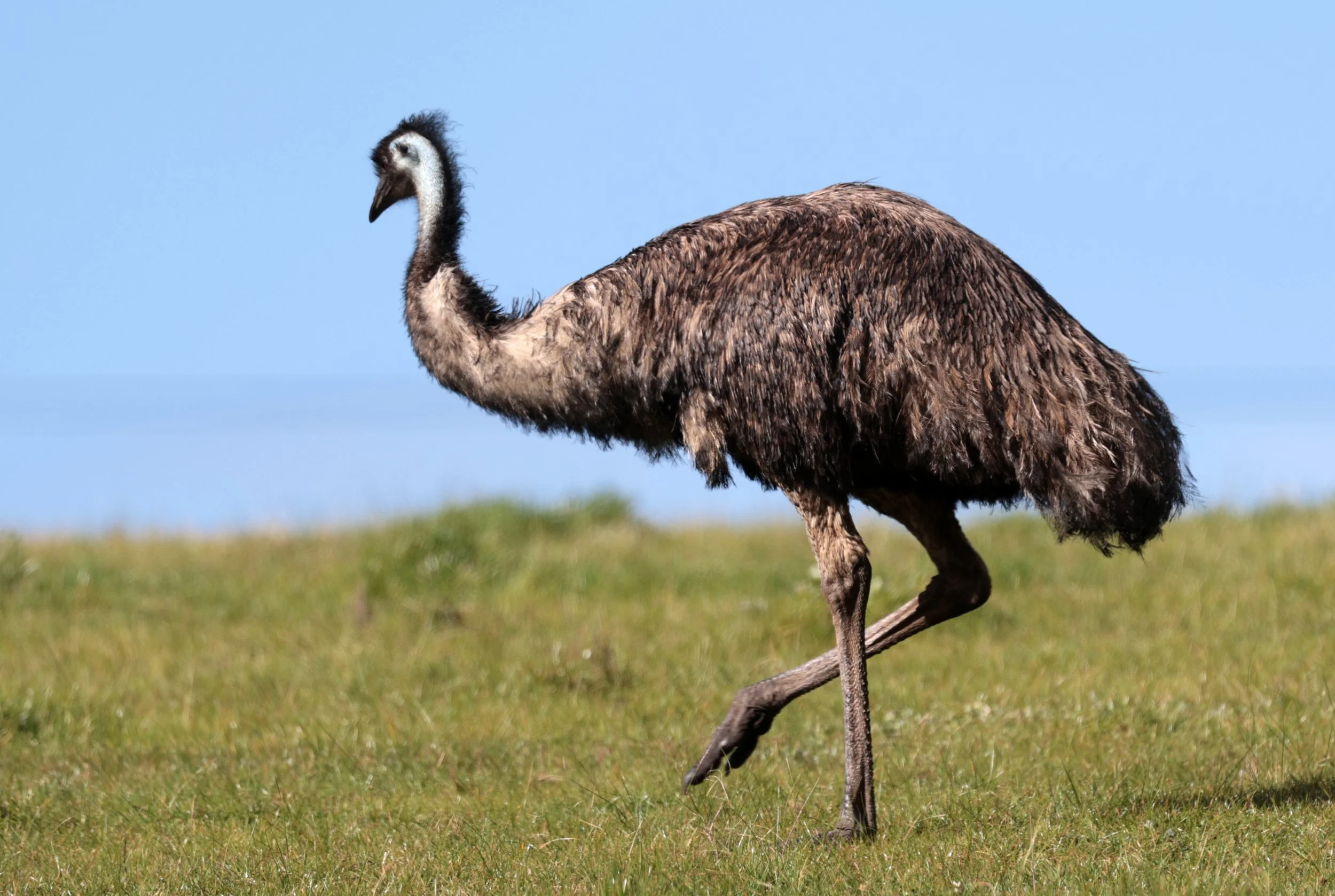 Emu (Dromaius novaehollandiae) Mt Frankland NP - Western Australia (5).jpg