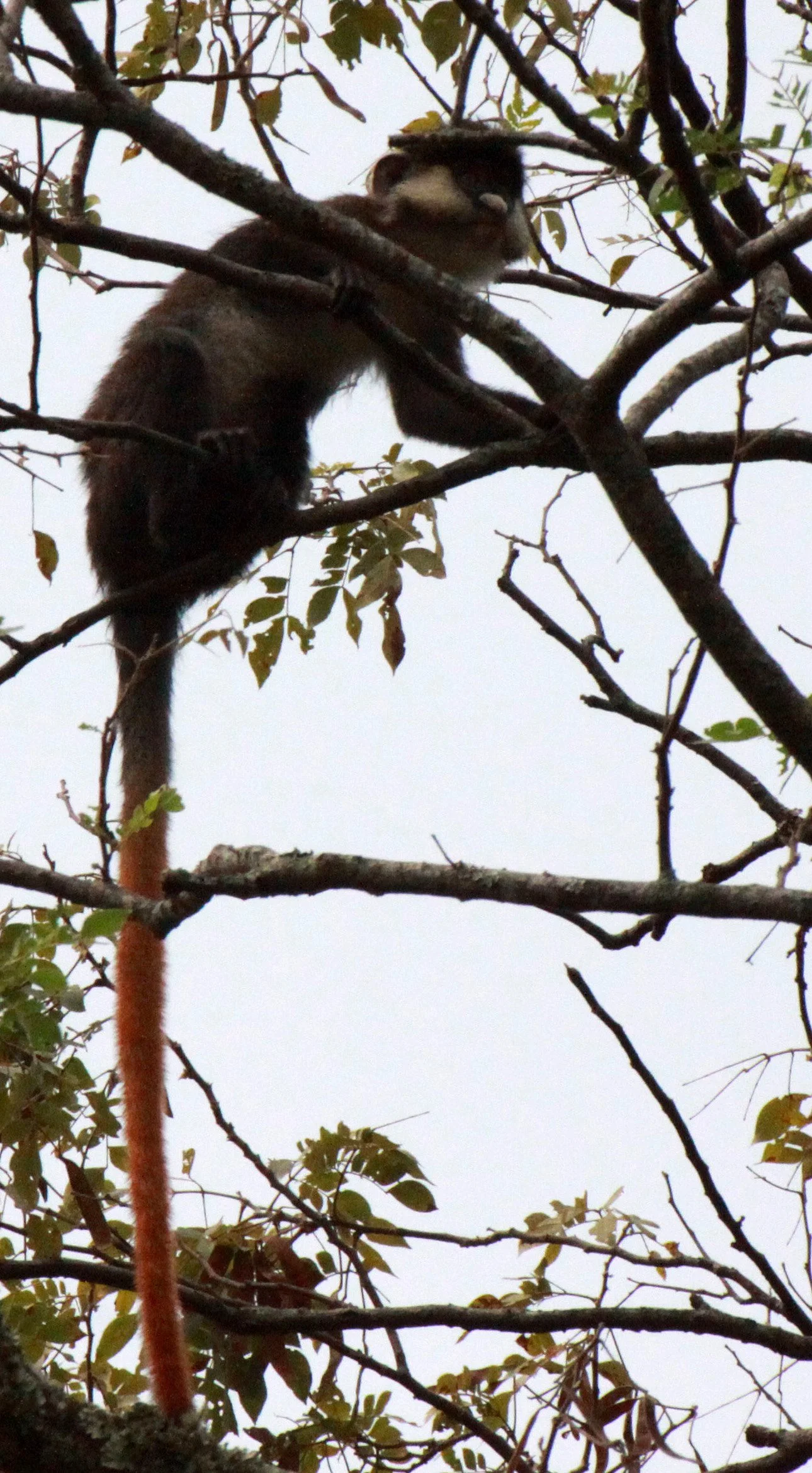 CERCOPITHECIDAE - Cercopithecus ascanius schmidti - SCHMIDT'S RED-TAILED MONKEY - KIBALE NATIONAL PARK UGANDA BIGODI SWAMP (27).JPG