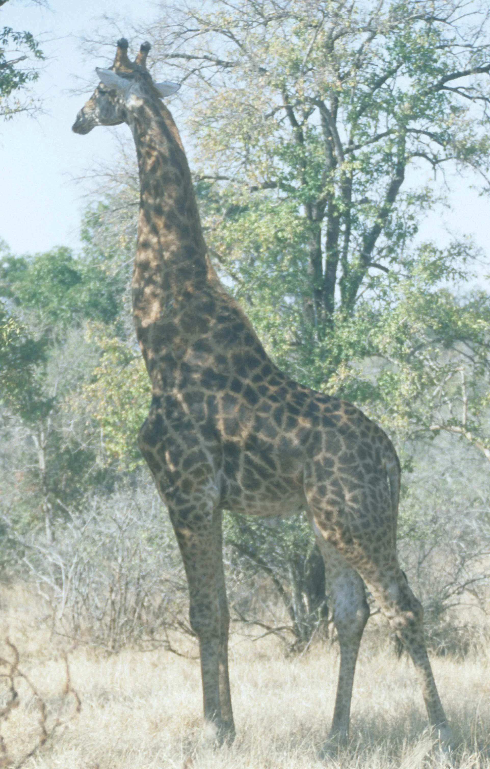 GIRAFFE-SOUTHERN - KRUGER 4.jpg