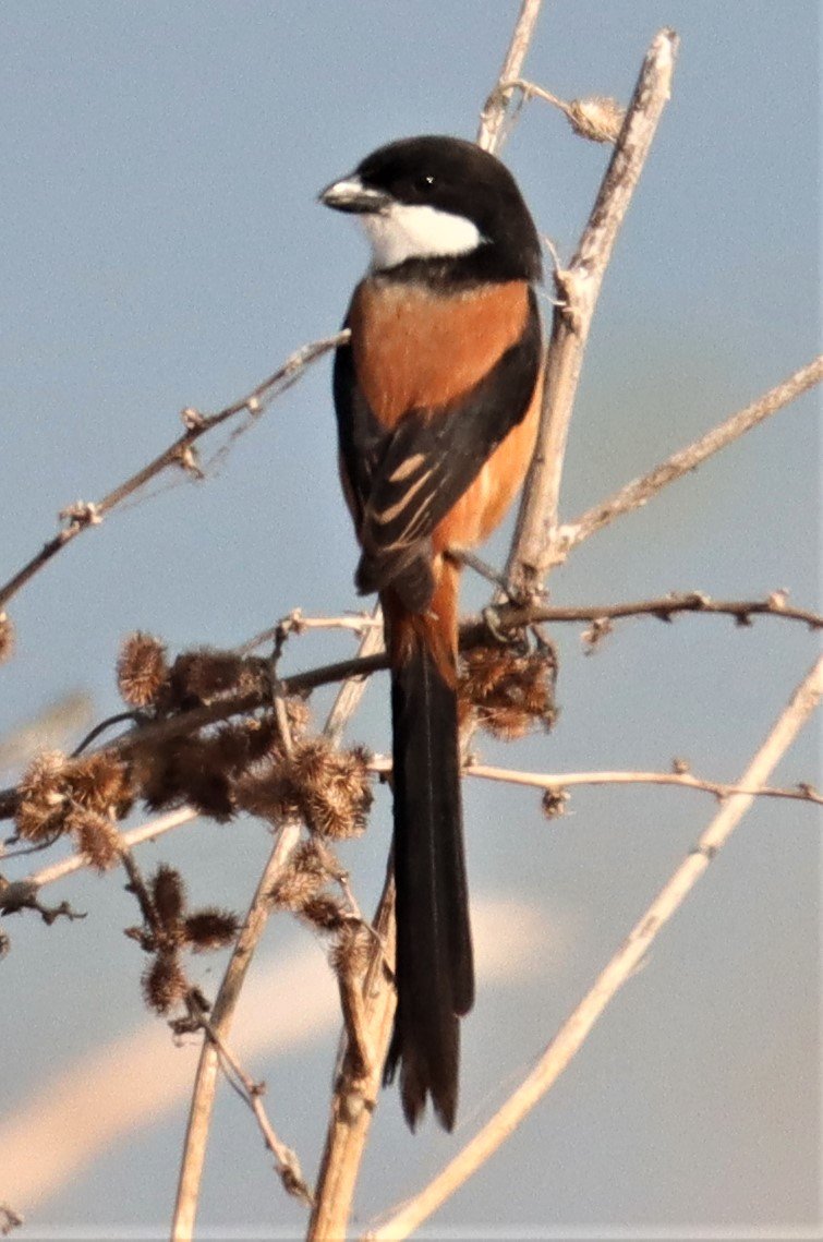 Long-tailed Shrike (Lanius schach) Lumtakong Lake Pak Chong (8).jpg