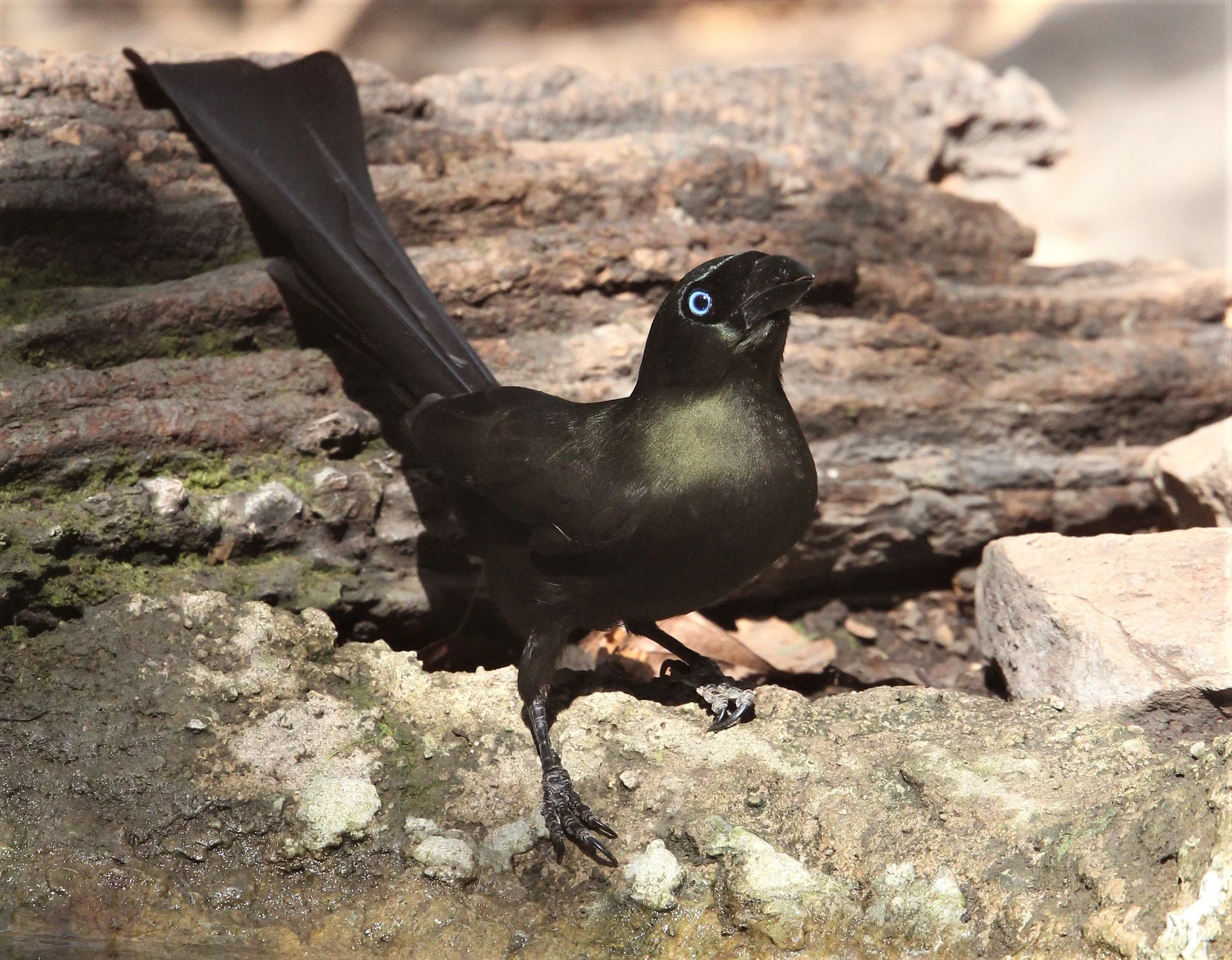 TREEPIE - RACKET-TAILED TREEPIE - LUNG SIN HIDE KAENG KRACHAN A (12).jpg