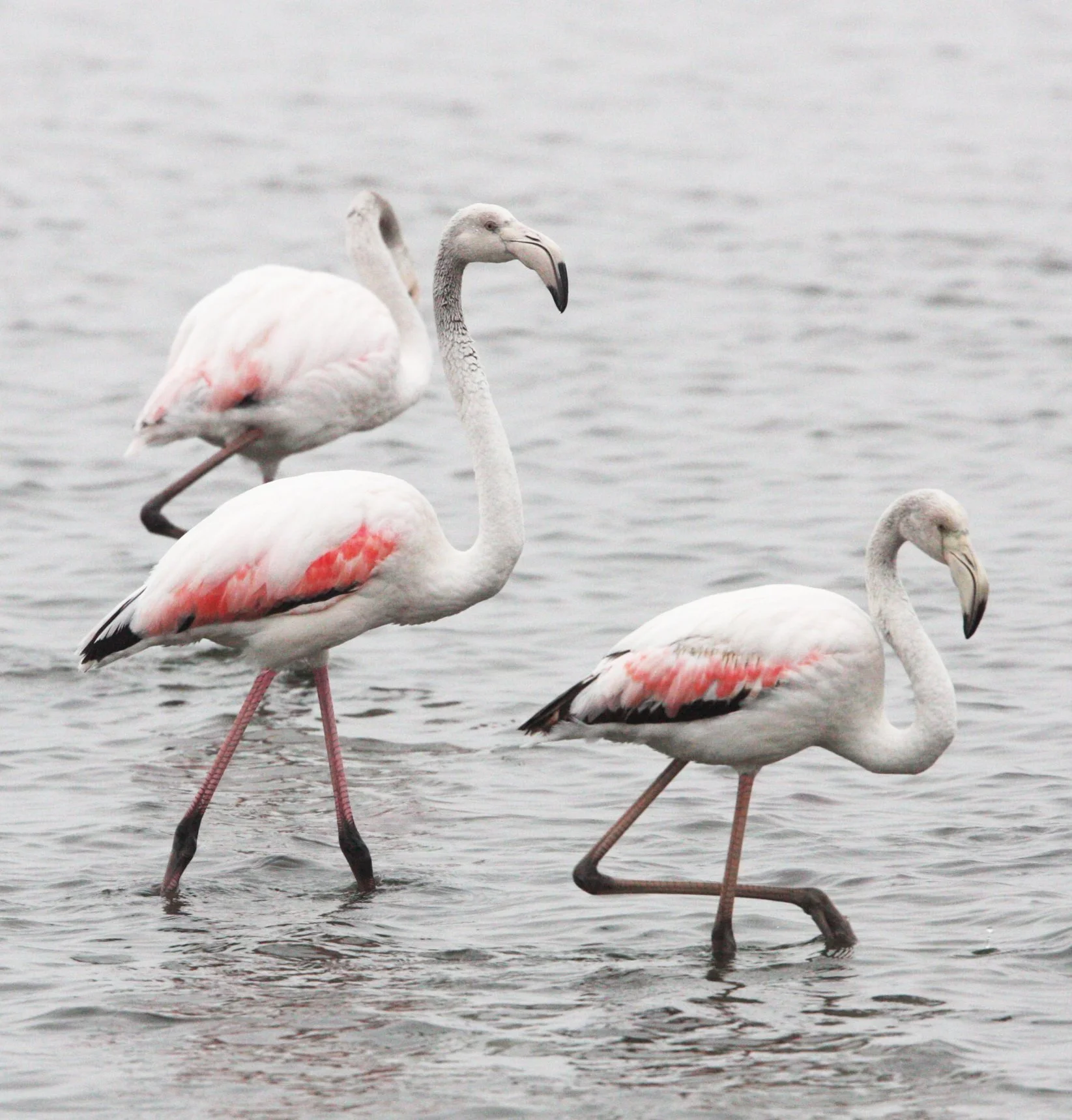 Phoenicopterus roseus - Greater Flamingo - Walvis Bay Namibia (27).JPG
