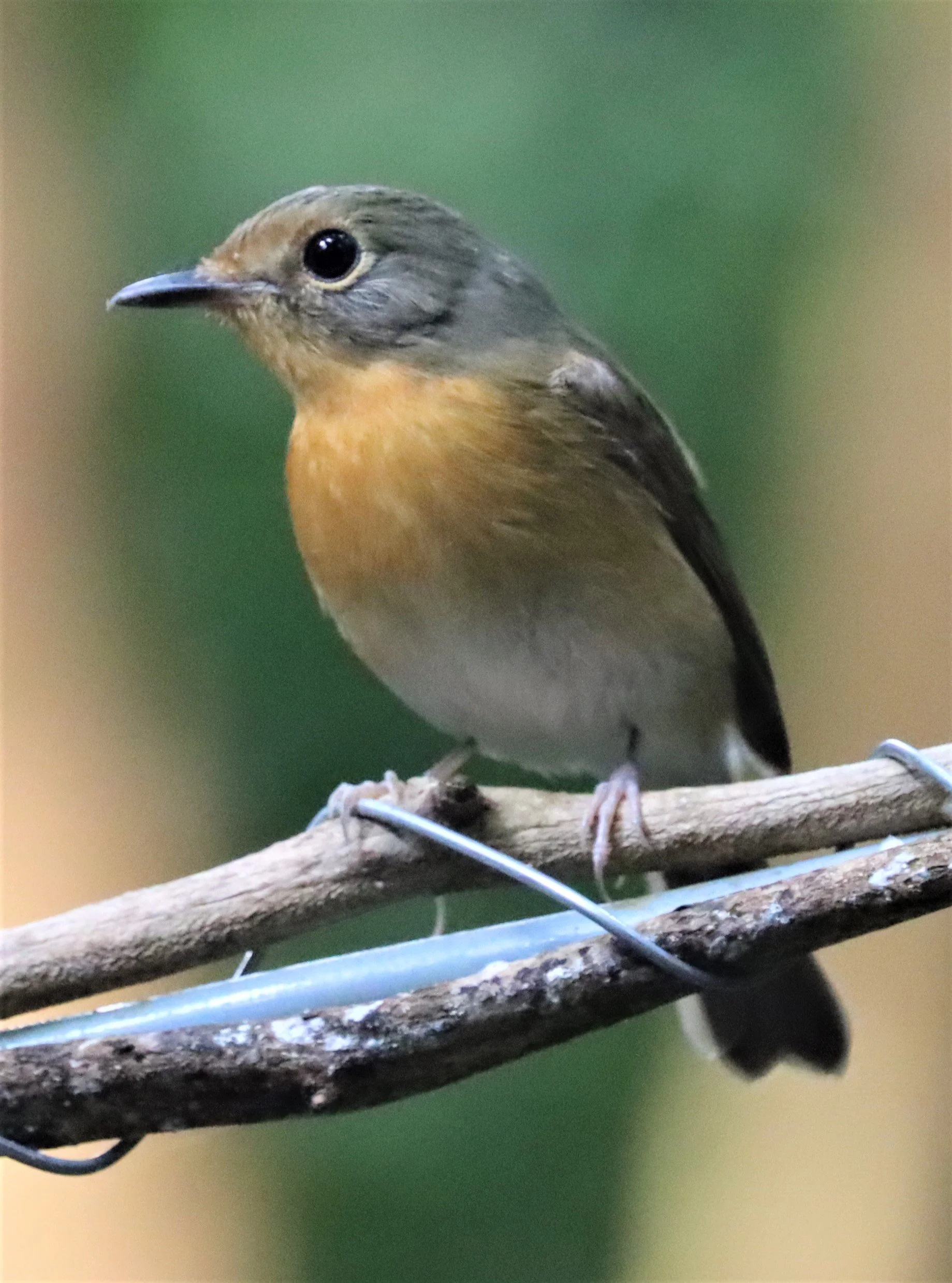 FLYCATCHER - LARGE BLUE FLYCATCHER - Cyornis magnirostris - WAT THAM PRATHUN CHONBURI (35).jpg