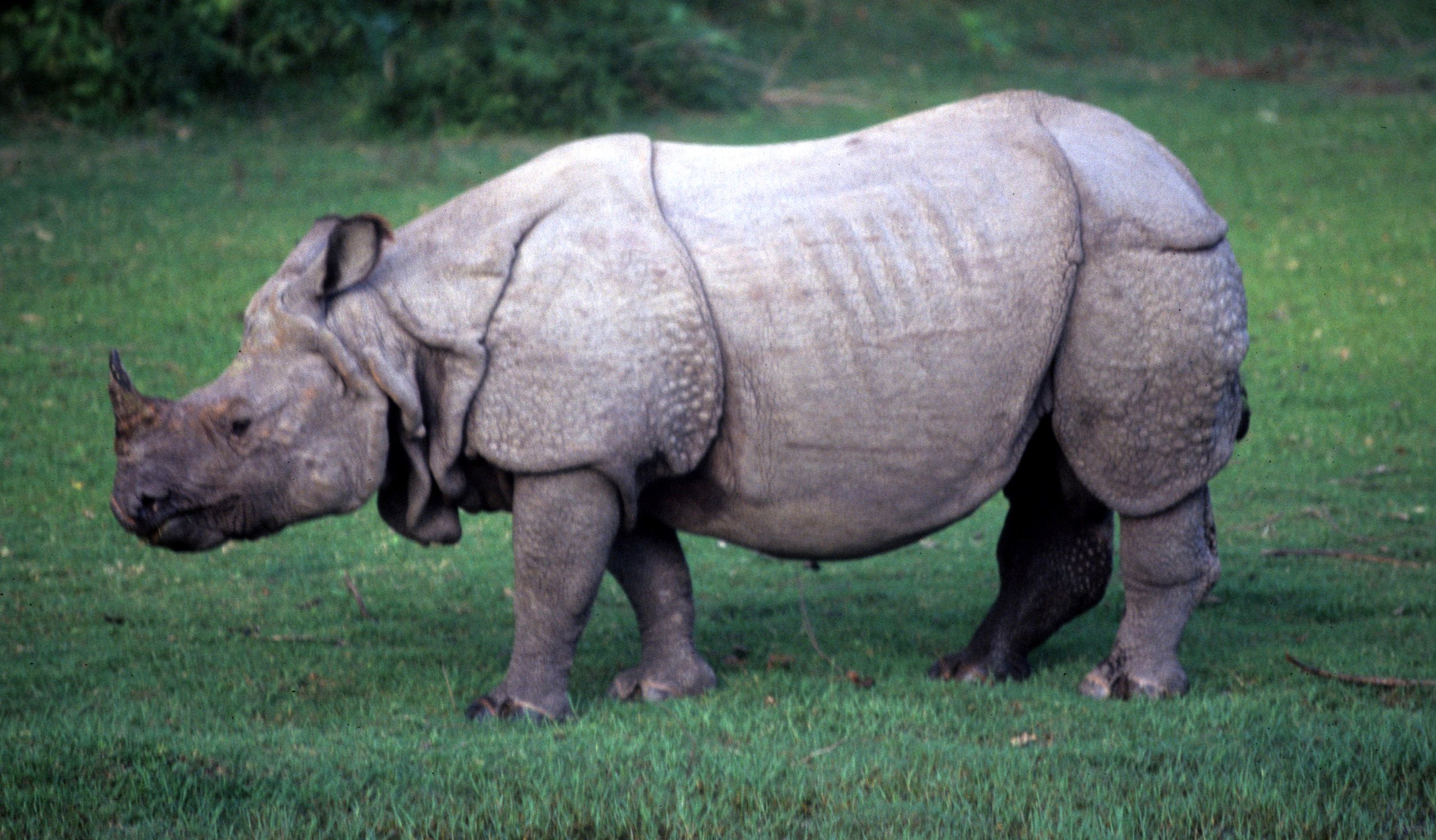 RHINO - ASIAN RHINOCEROUS SPECIES - CHITWAN NP NEPAL (5).jpg