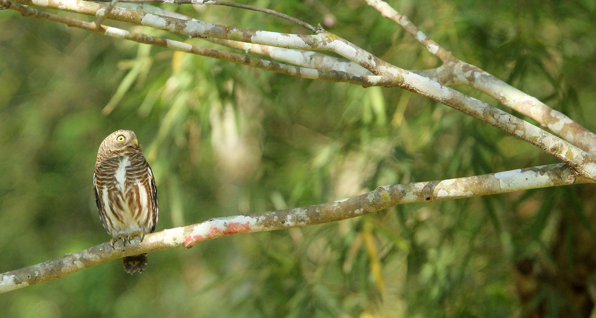 Glaucidium cuculoides - ASIAN BARRED OWLET - HUAI KHA KHAENG NATURE RESERVE THAILAND (32).JPG
