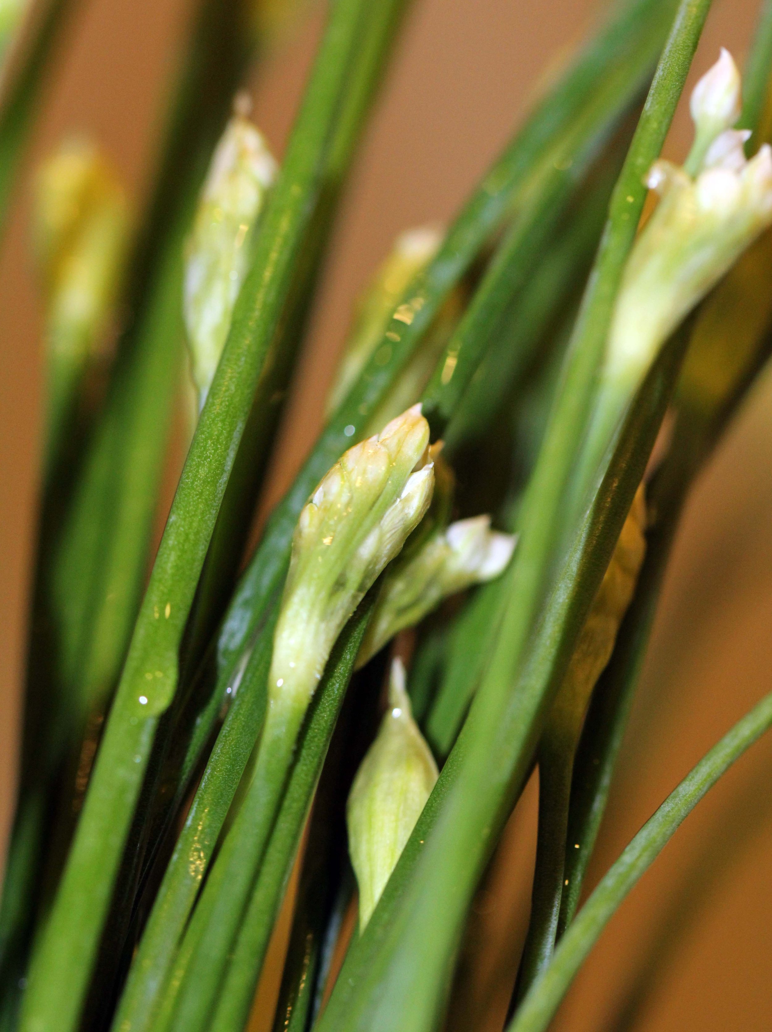 2013 - BANGKOK OCTOBER 2013 (51).JPG