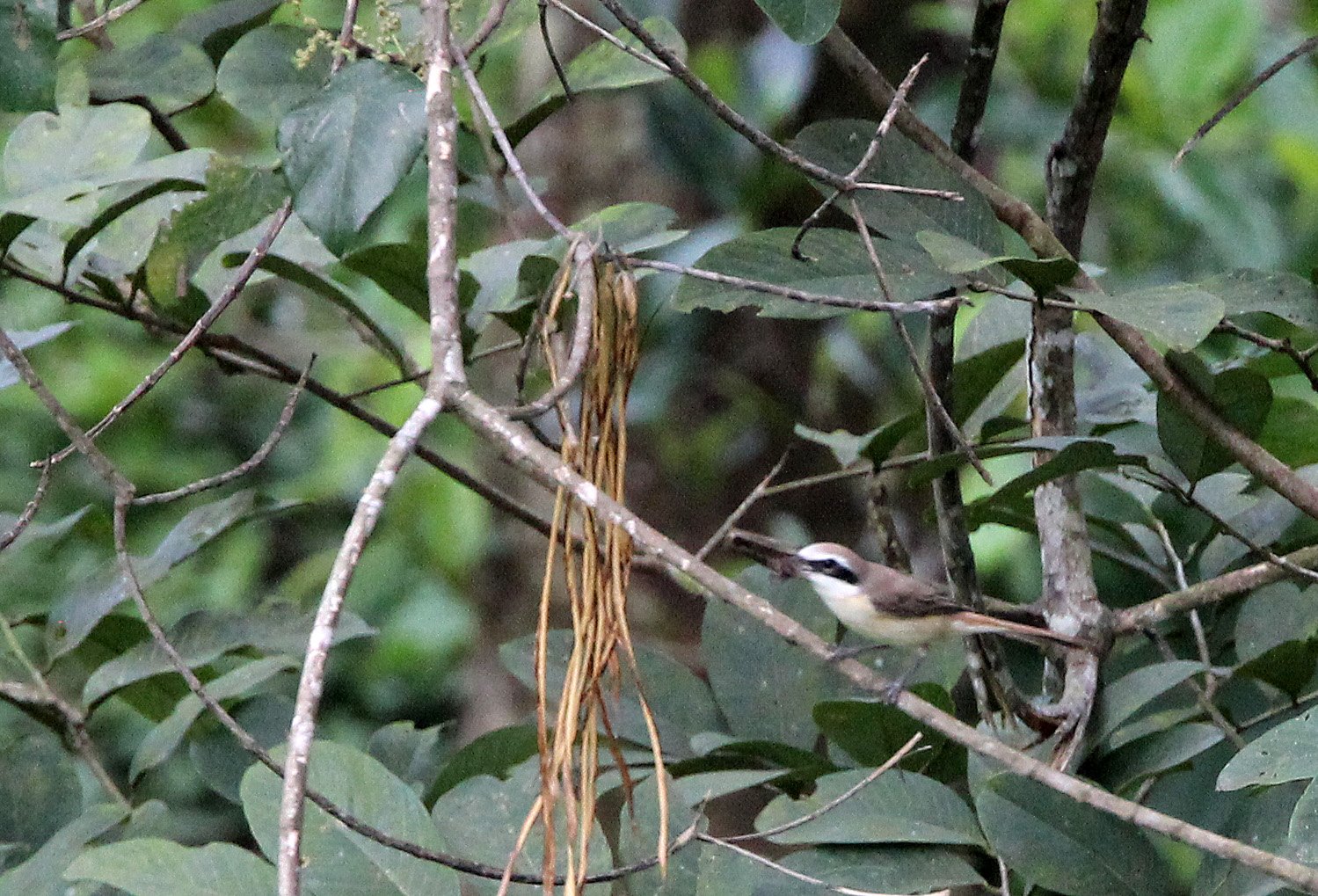 Brown Shrike (Lanius cristatus) Kitulgala National Forest Sri Lanka.JPG