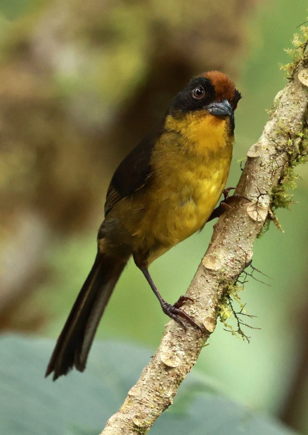 Choco or Dusky Brushfinch (Atlapetes crassus) Bellavista Cloud Forest Lodge, Ecuador (1).jpg