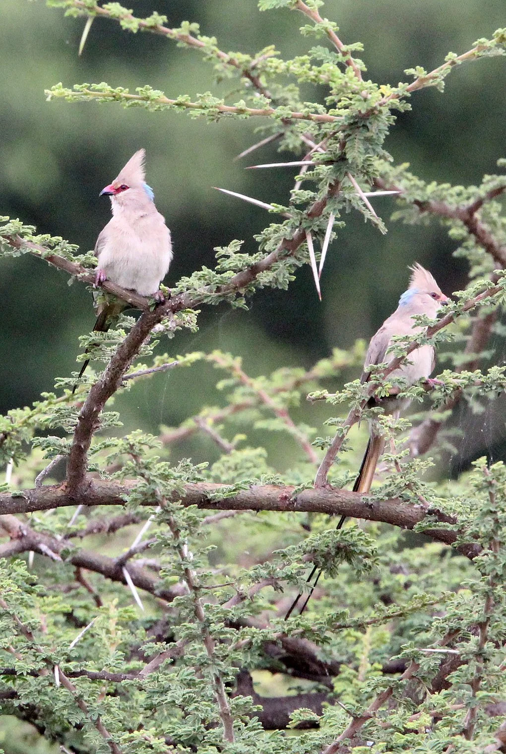 Blue-naped Mousebird (Urocolius macrourus) Langano Lake Ethiopia (2).JPG