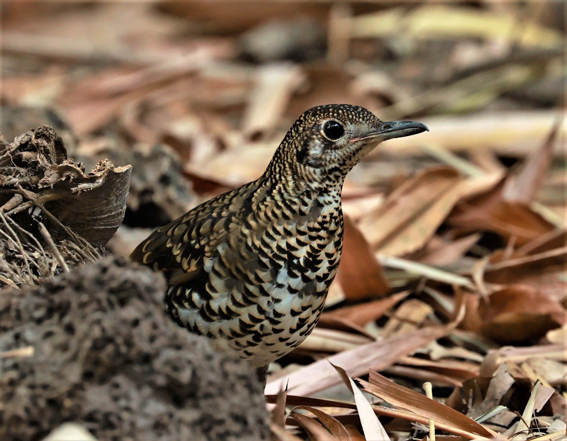 White's Thrush (Zoothera aurea) Putthamonthon Park Nakhon Pathom Thailand (192).jpg