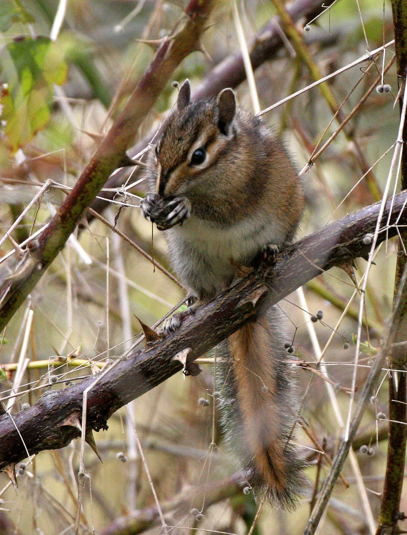 RODENTIA - CHIPMUNK - TOWNSEND'S CHIPMUNK - LAKE FARM WA.JPG