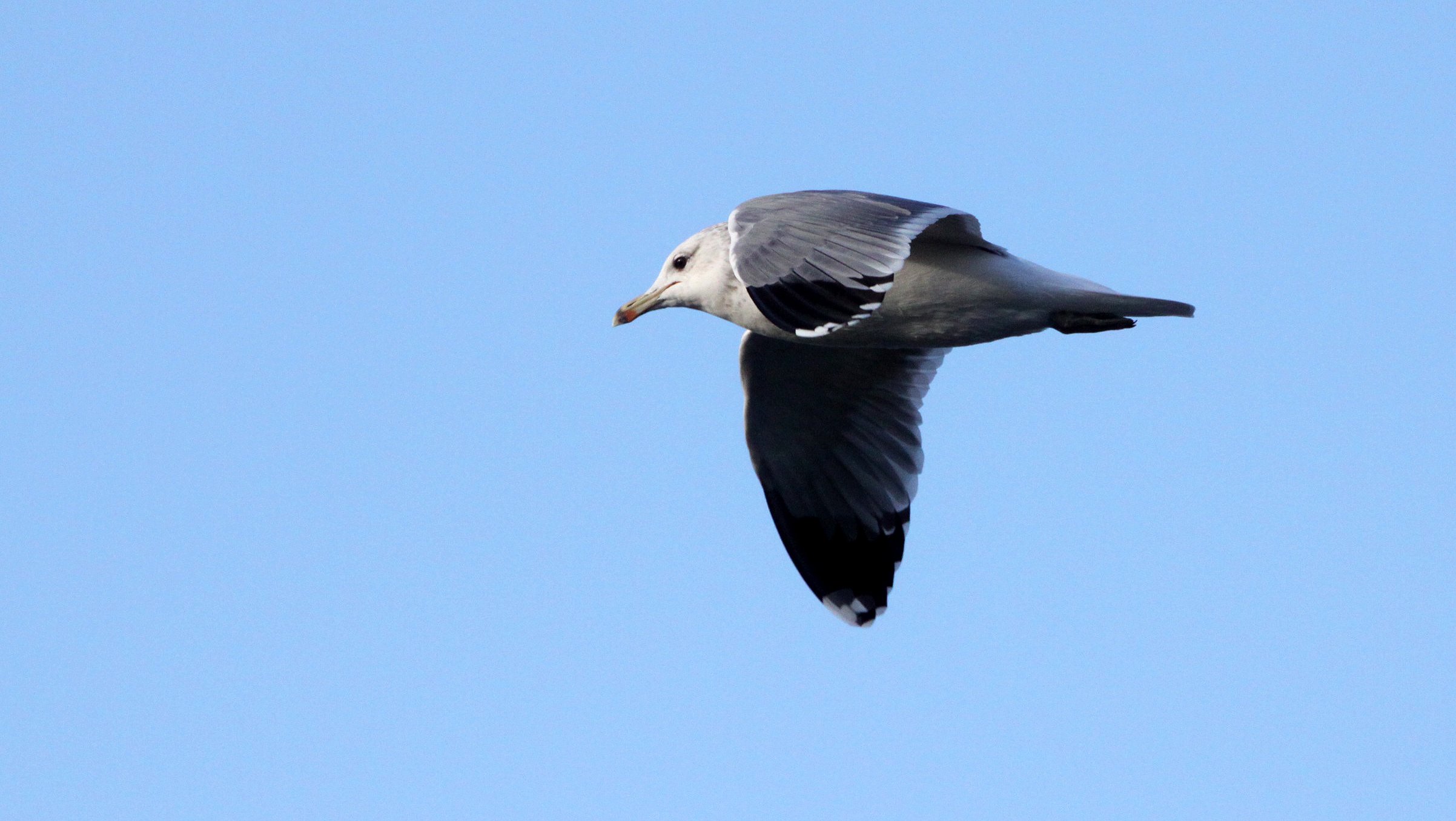 BIRD - GULL - WESTERN GULL - PORT ANGELES HARBOR WA (4).JPG